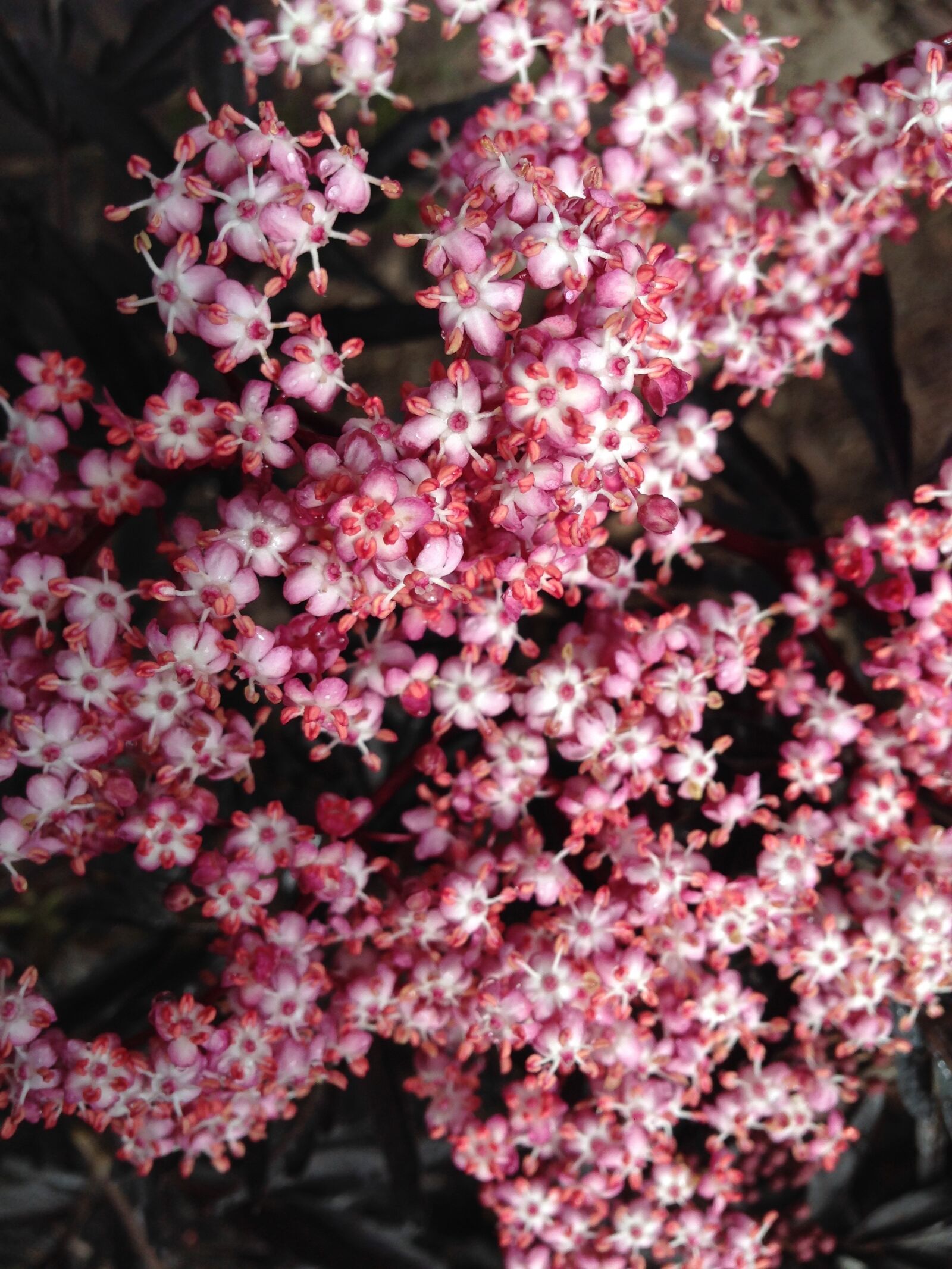 iPhone 5 back camera 4.12mm f/2.4 sample photo. Tiny flowers, pink flowers photography