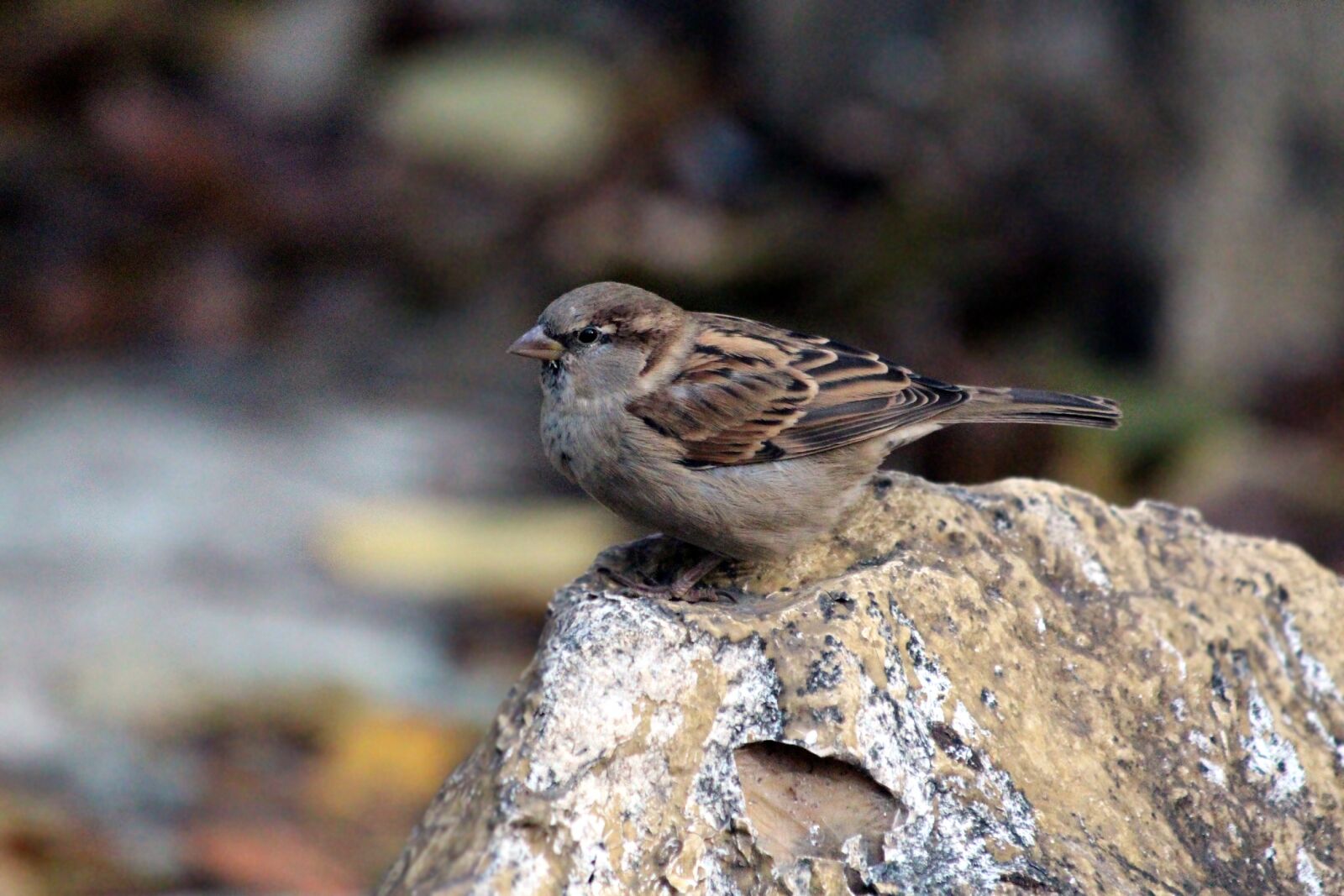 Canon EOS 650D (EOS Rebel T4i / EOS Kiss X6i) sample photo. Sparrow, passer domesticus, house photography