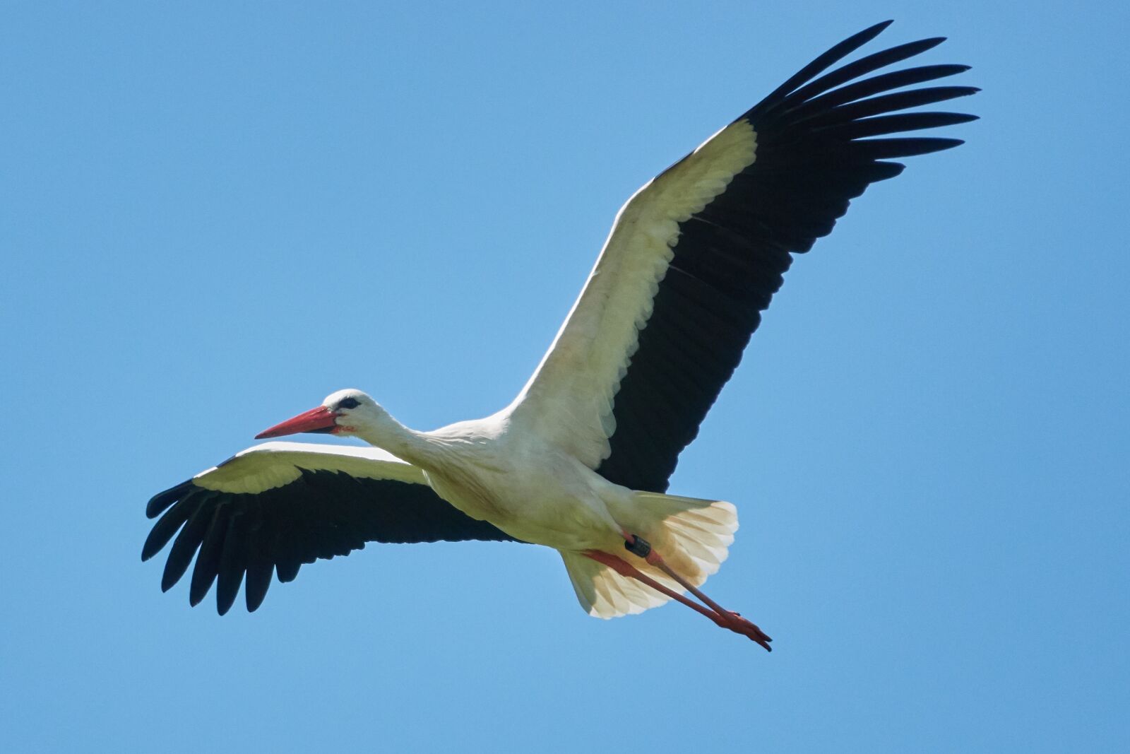 Sony Cyber-shot DSC-RX10 IV sample photo. Stork, flying, sky photography