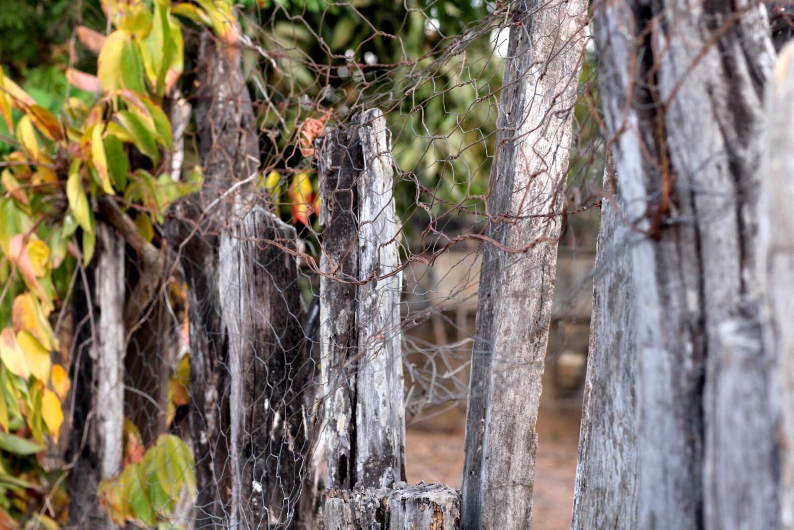 Canon EOS 700D (EOS Rebel T5i / EOS Kiss X7i) sample photo. Wood, old, about photography