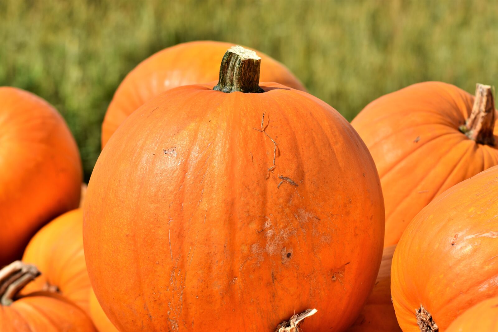 Nikon D7200 sample photo. Pumpkin, fruit, orange photography