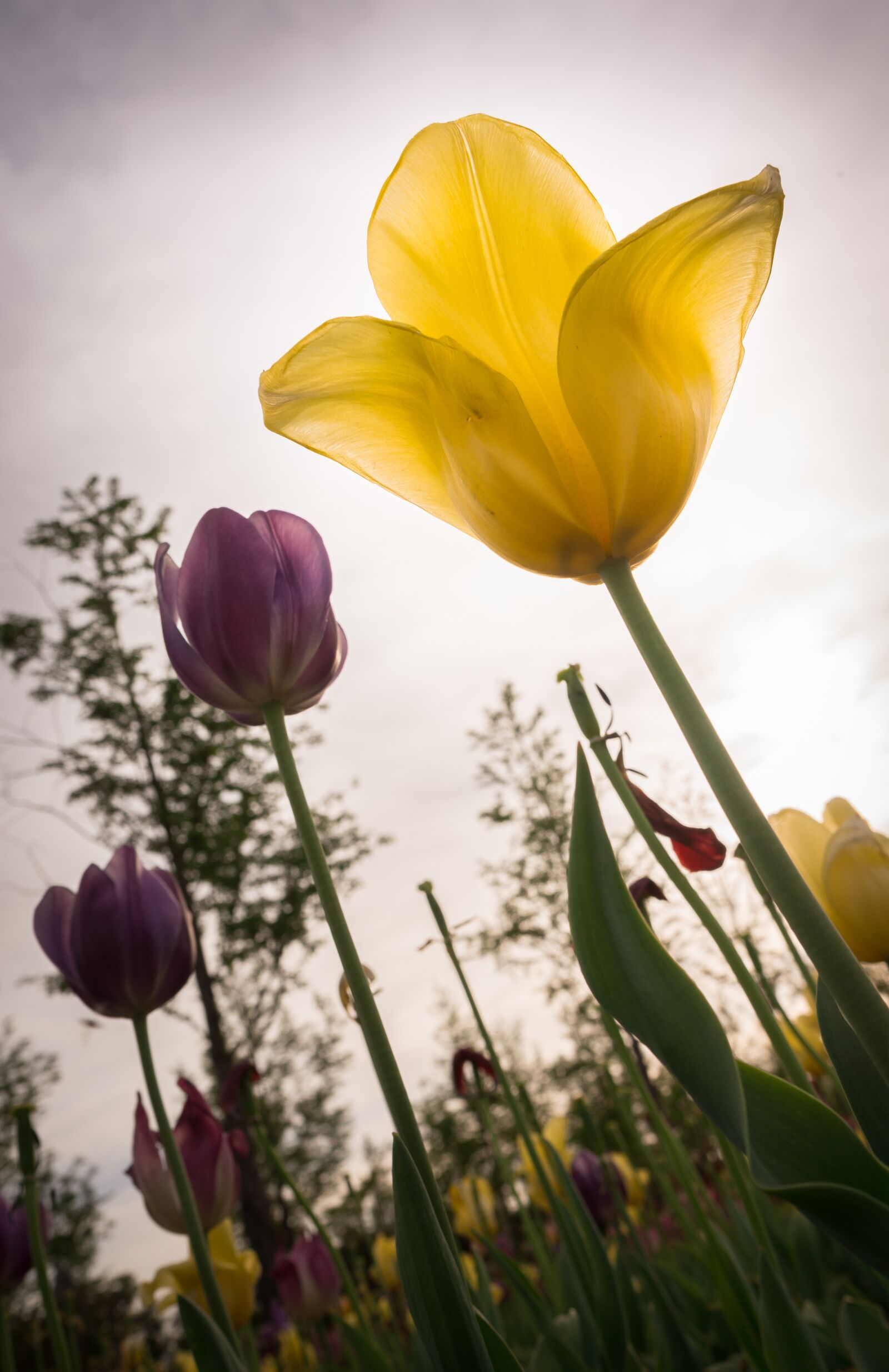 Sony Alpha NEX-5N sample photo. Flowers, tulip, nature photography