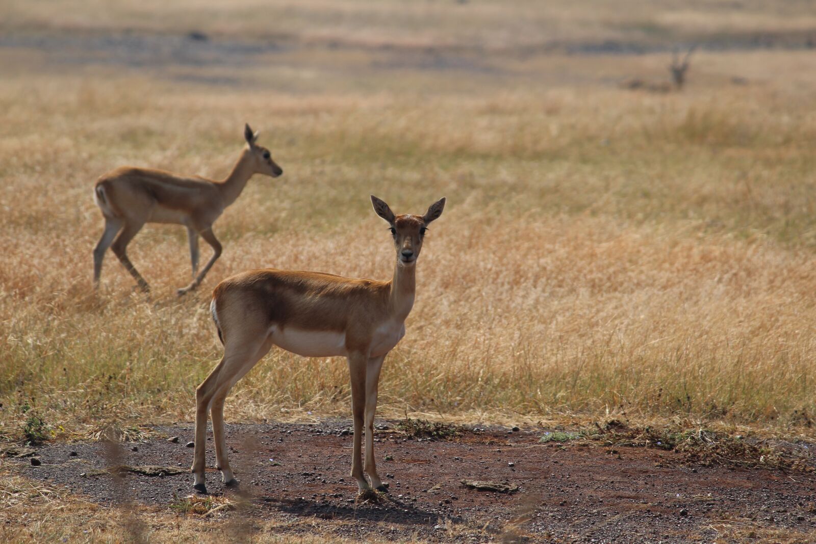 Canon EOS 1200D (EOS Rebel T5 / EOS Kiss X70 / EOS Hi) sample photo. Deer, safari, animal photography
