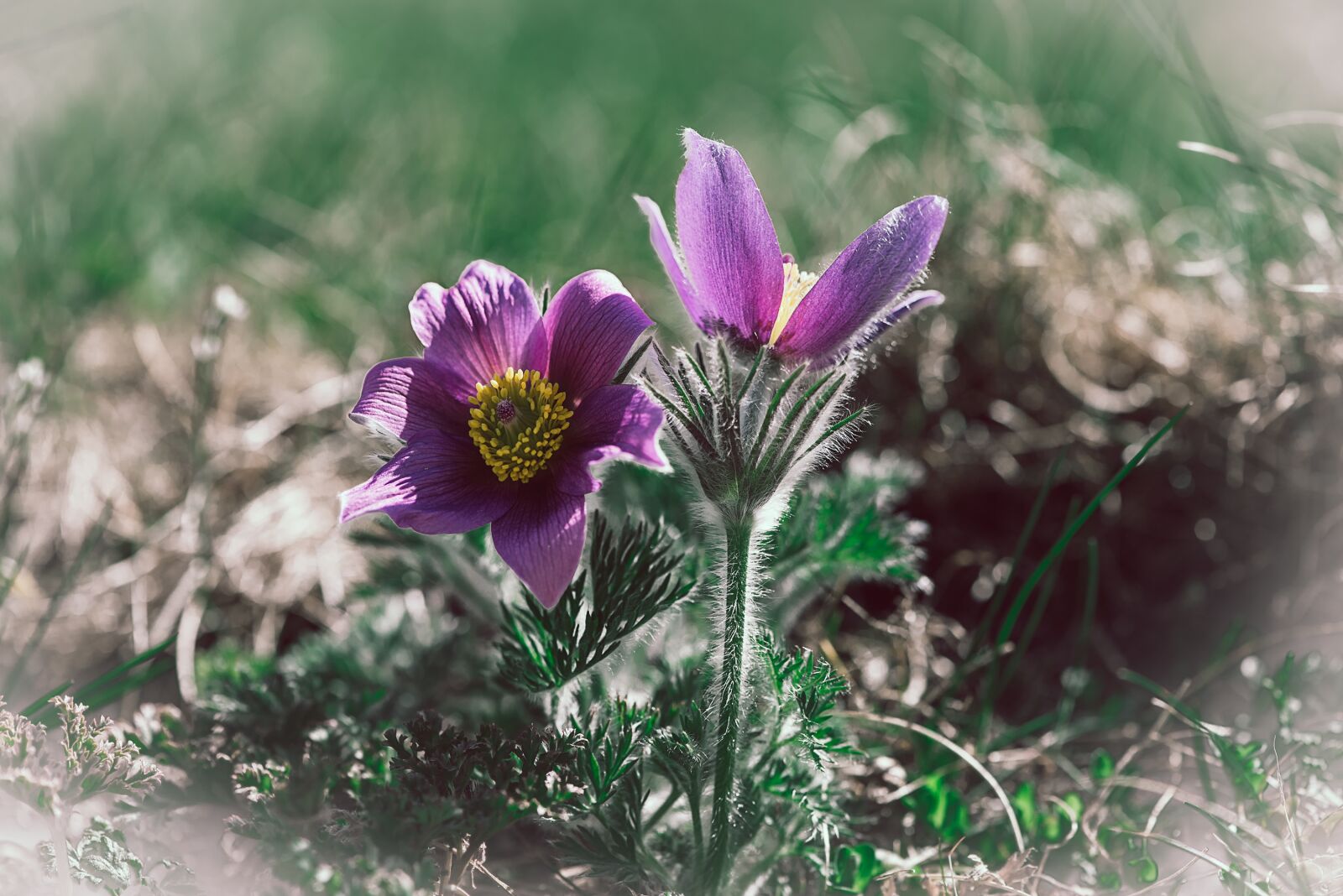 Nikon D750 sample photo. Anemone, garden, spring photography