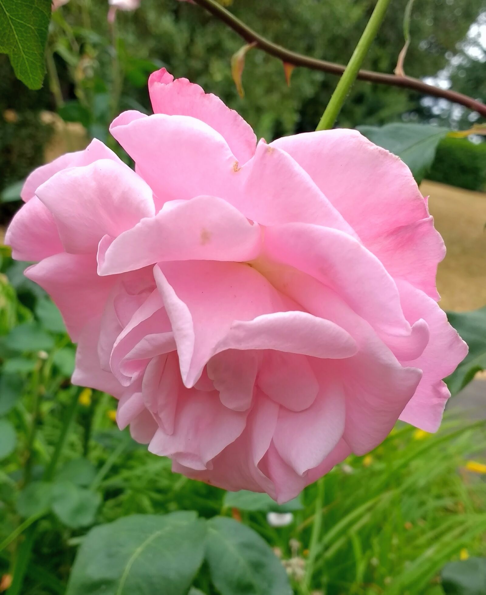 Motorola Moto G (4) sample photo. Rose, roses, pink photography