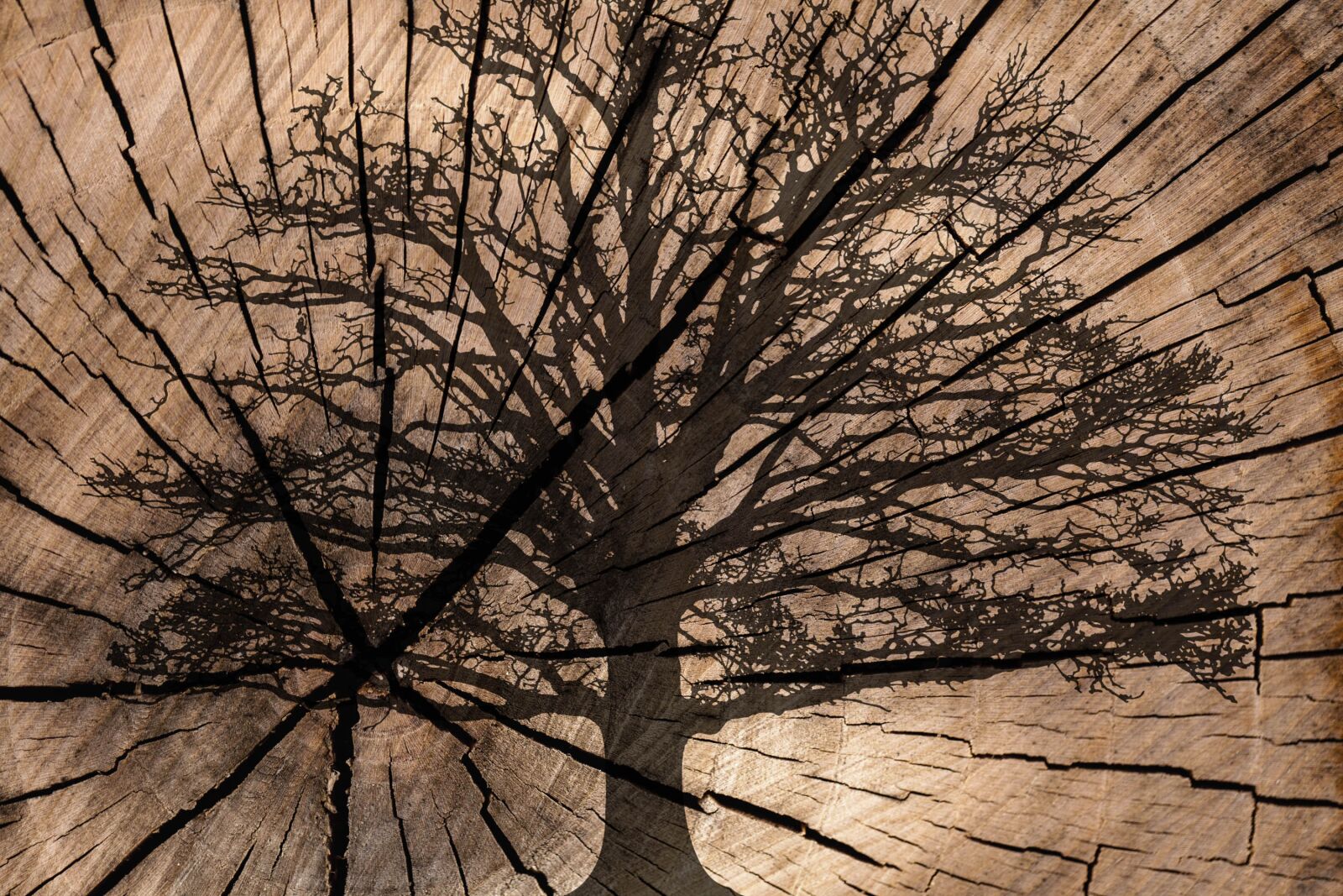 Canon EOS 5D Mark II sample photo. On wood, tree rings photography