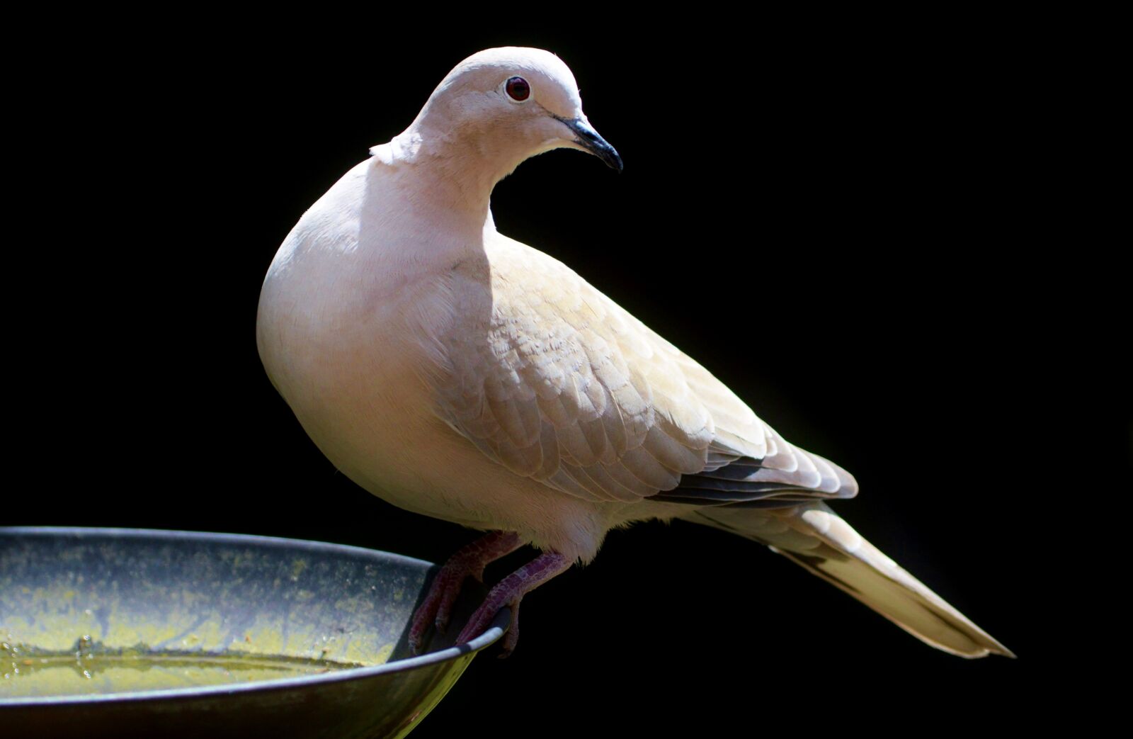 Nikon D3200 sample photo. Dove, bird, feather photography