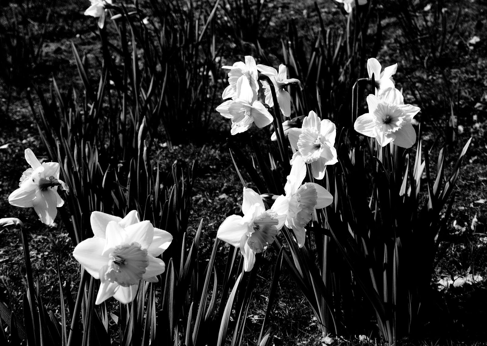 Panasonic DMC-G70 sample photo. Flowers, white, black photography