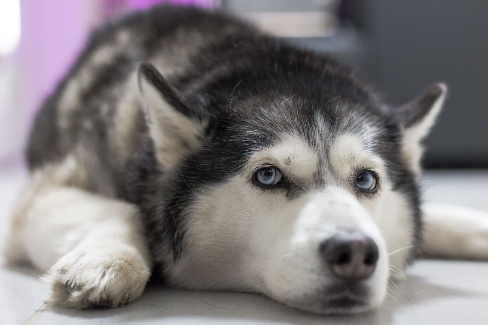 Canon EOS 6D + Canon EF 50mm F1.8 STM sample photo. Dog, animal, cute photography