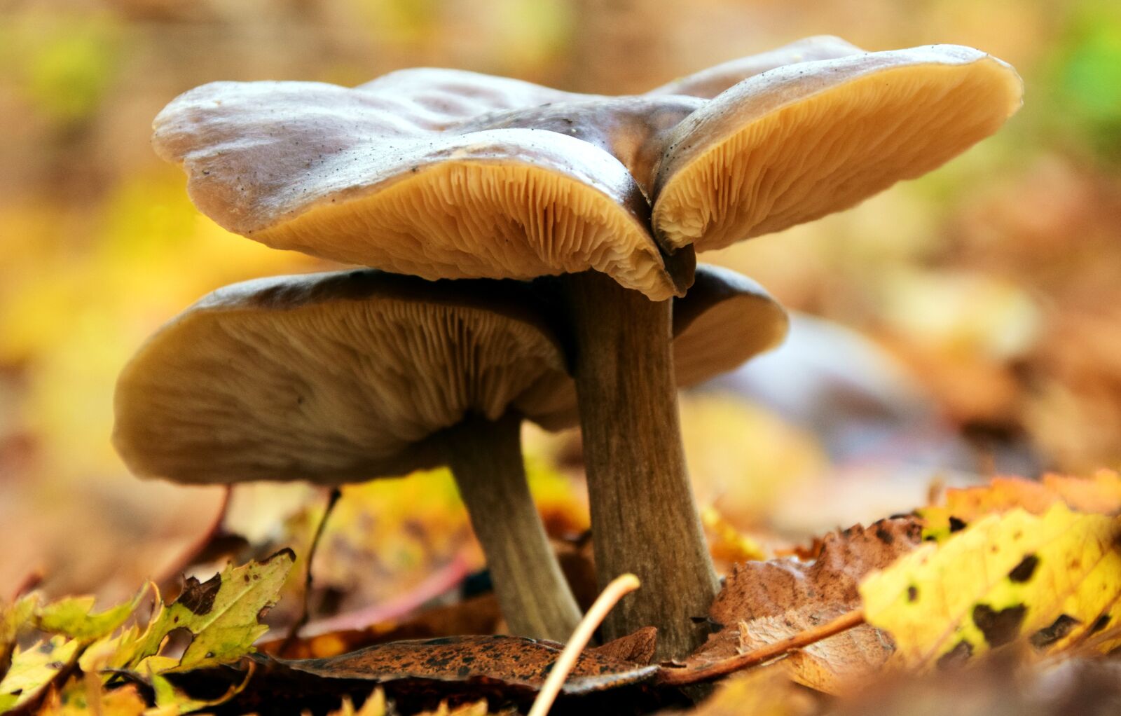 Nikon D3300 sample photo. Mushrooms, autumn, forest photography