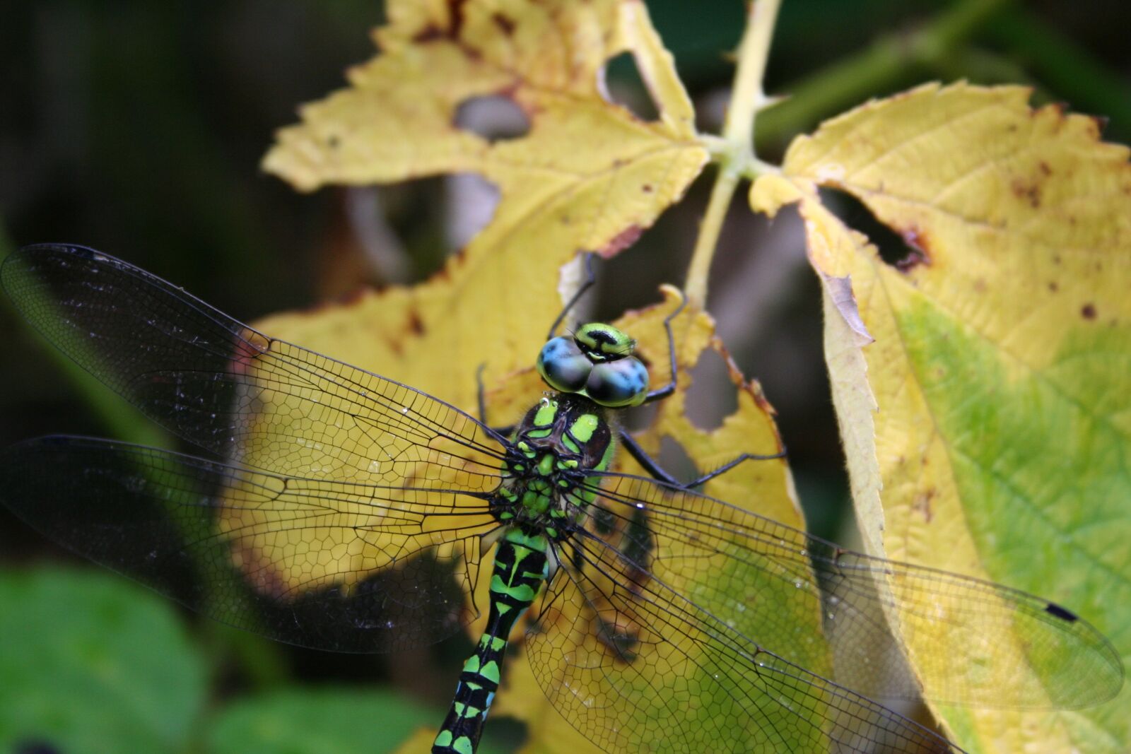 Canon EOS 350D (EOS Digital Rebel XT / EOS Kiss Digital N) sample photo. Dragonfly, blue, green photography