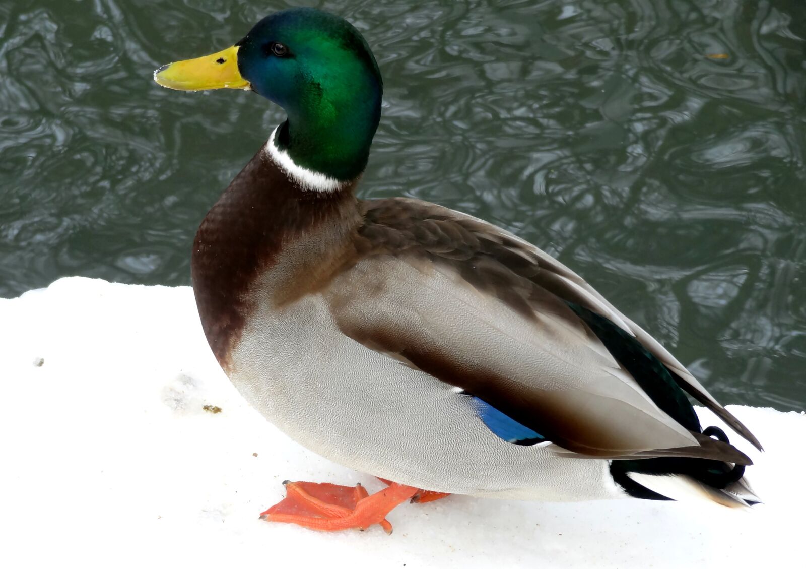 Sony Cyber-shot DSC-HX10V sample photo. Drake, winter, water bird photography