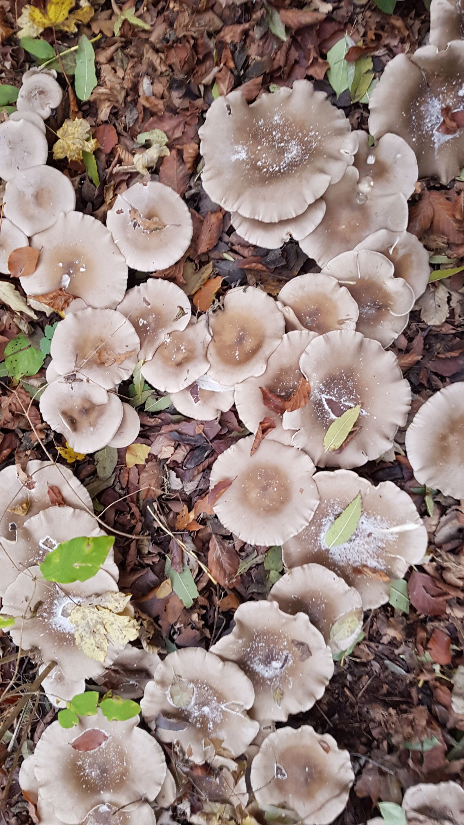 Samsung Galaxy S7 sample photo. Mushroom, mushrooms, autumn photography