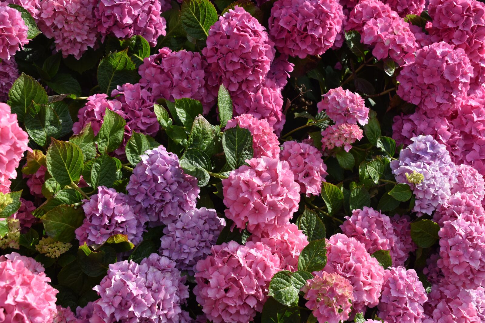 Nikon D5600 sample photo. Flower, flowers, flower hydrangea photography
