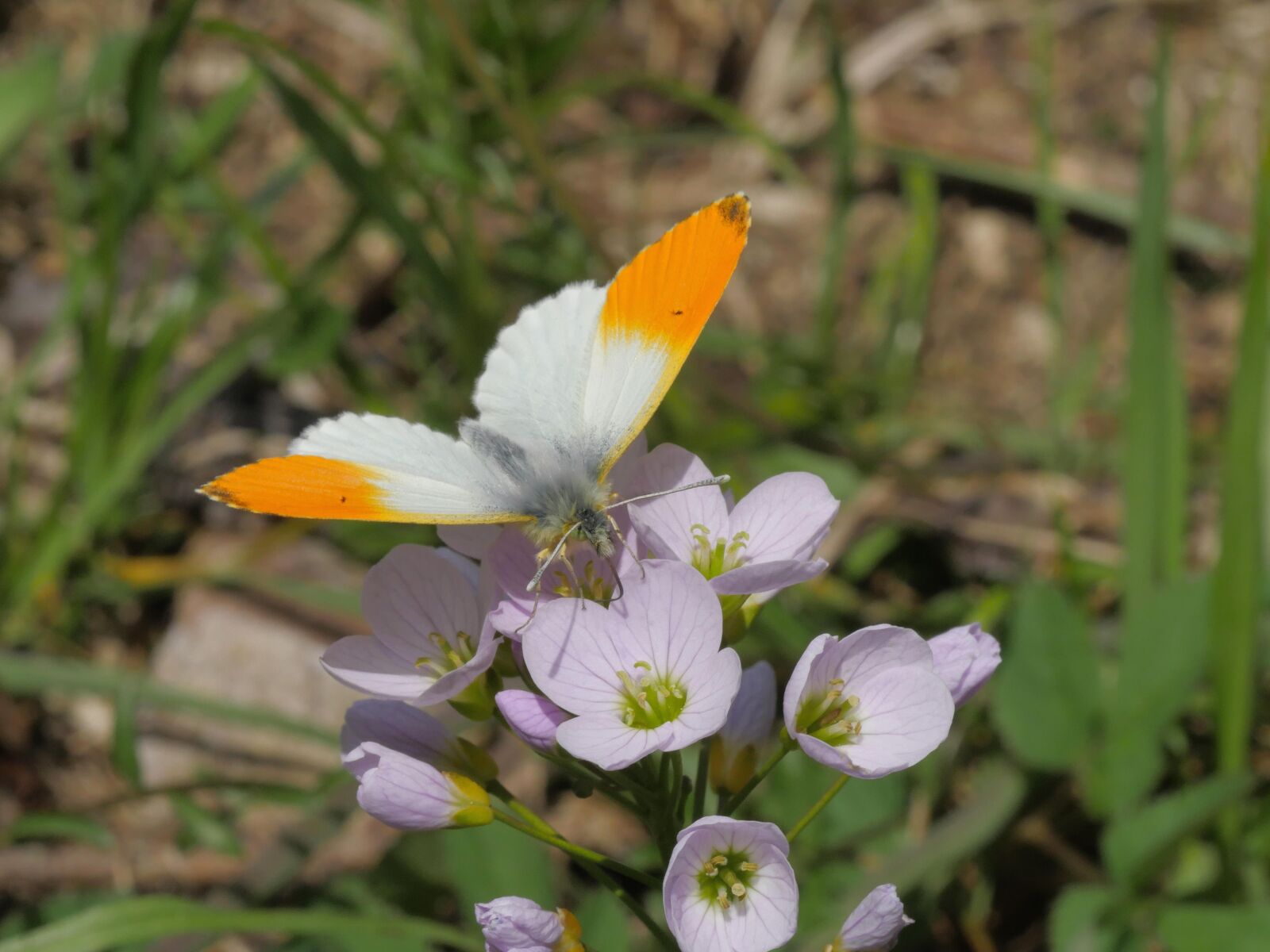 Panasonic Lumix DMC-GX8 sample photo. Aurora butterfly, butterfly, nature photography