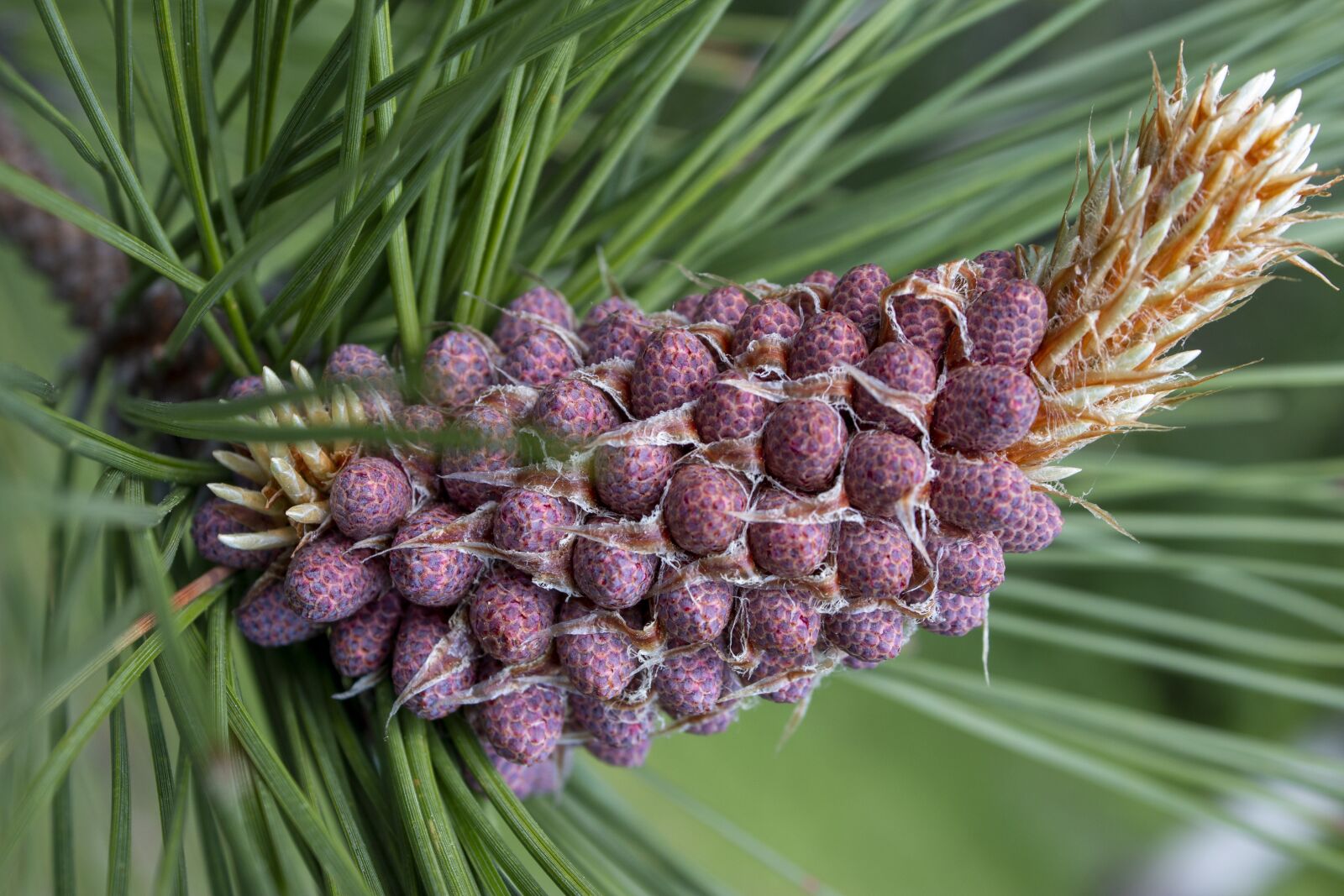 Canon EF-S 18-55mm F3.5-5.6 IS sample photo. Pine cone, summer, nature photography