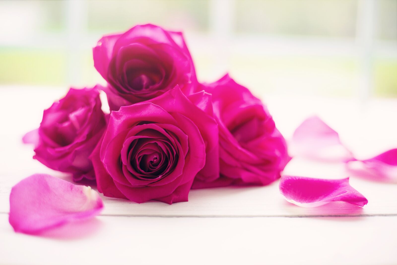 Canon EF 50mm F1.4 USM sample photo. Roses, petals, flowers photography