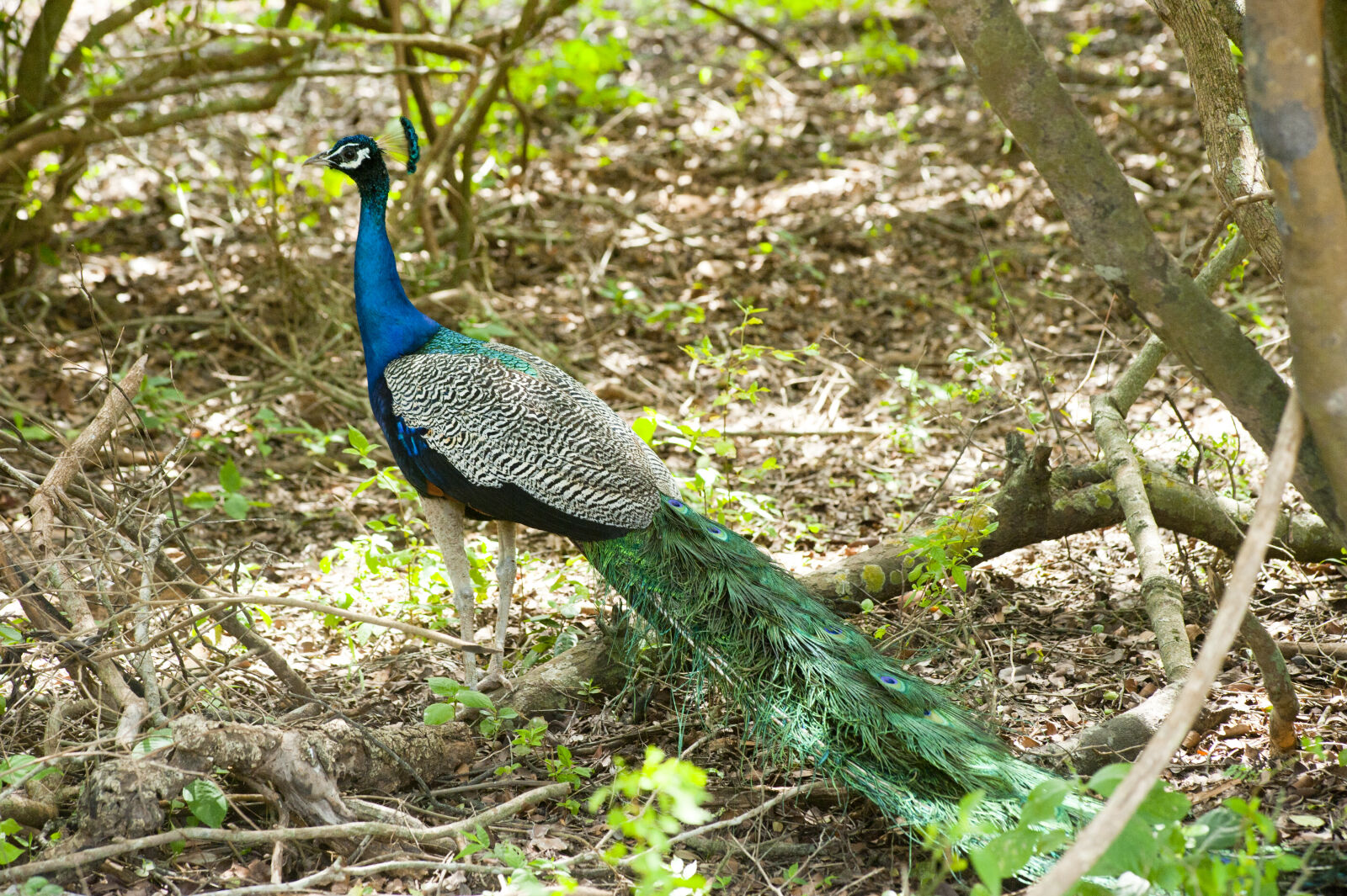 Nikon D700 sample photo. Animal, avian, bird, colourful photography