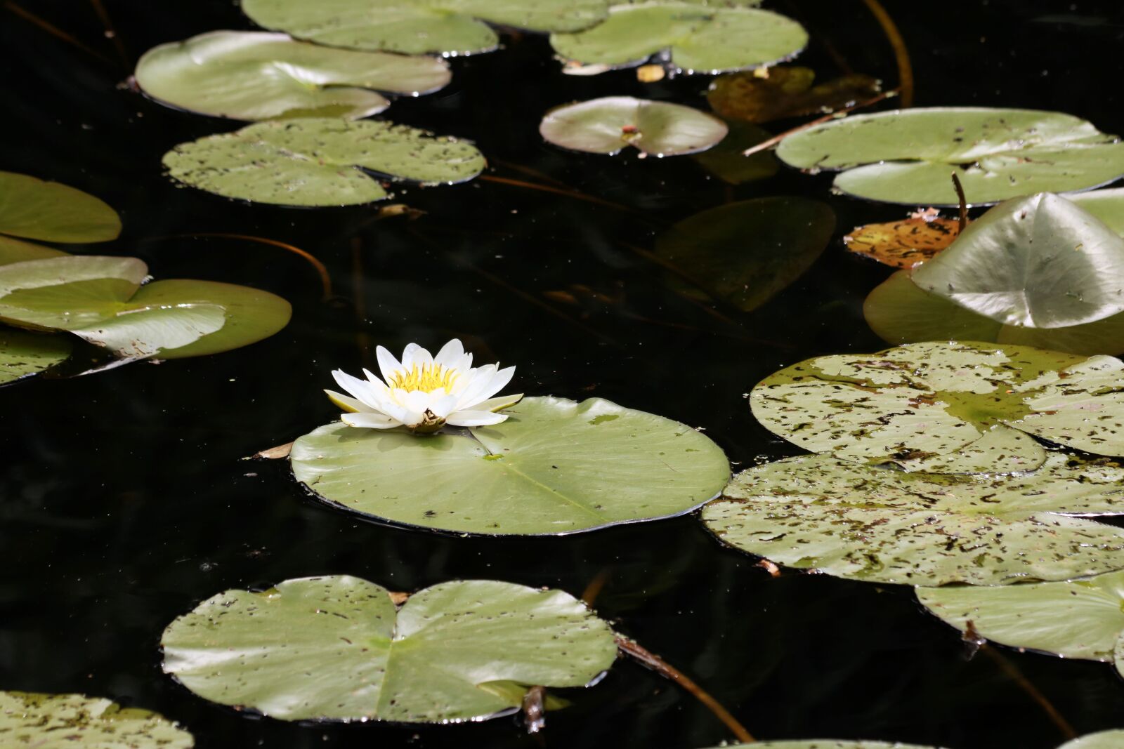 Canon EF 70-300mm F4-5.6 IS USM sample photo. Water lily, flower, pond photography