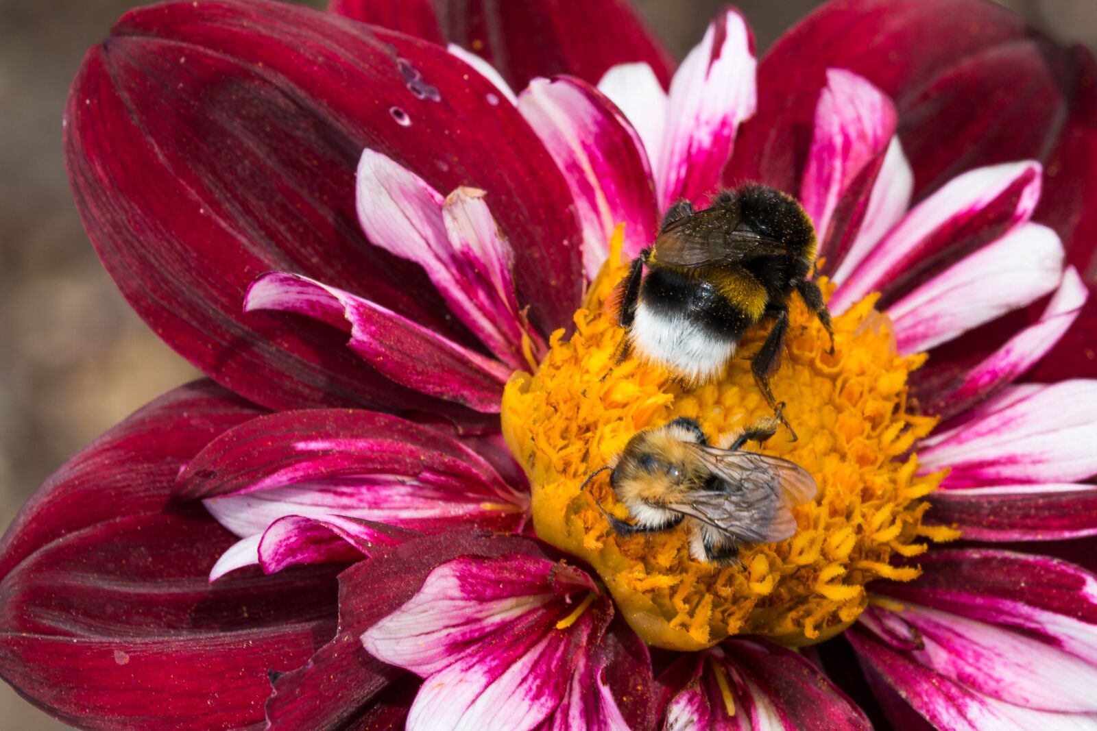 Canon EOS 70D sample photo. Dahlia hortensis, hummel, blossom photography