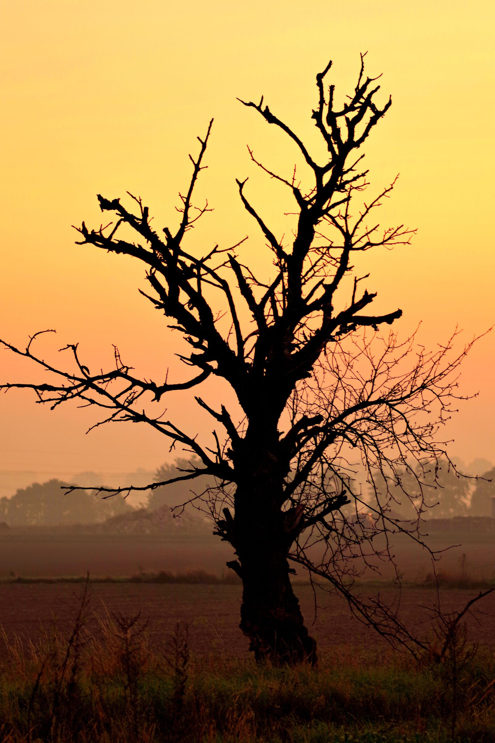 Pentax K-S2 sample photo. Tree, dead, dry photography