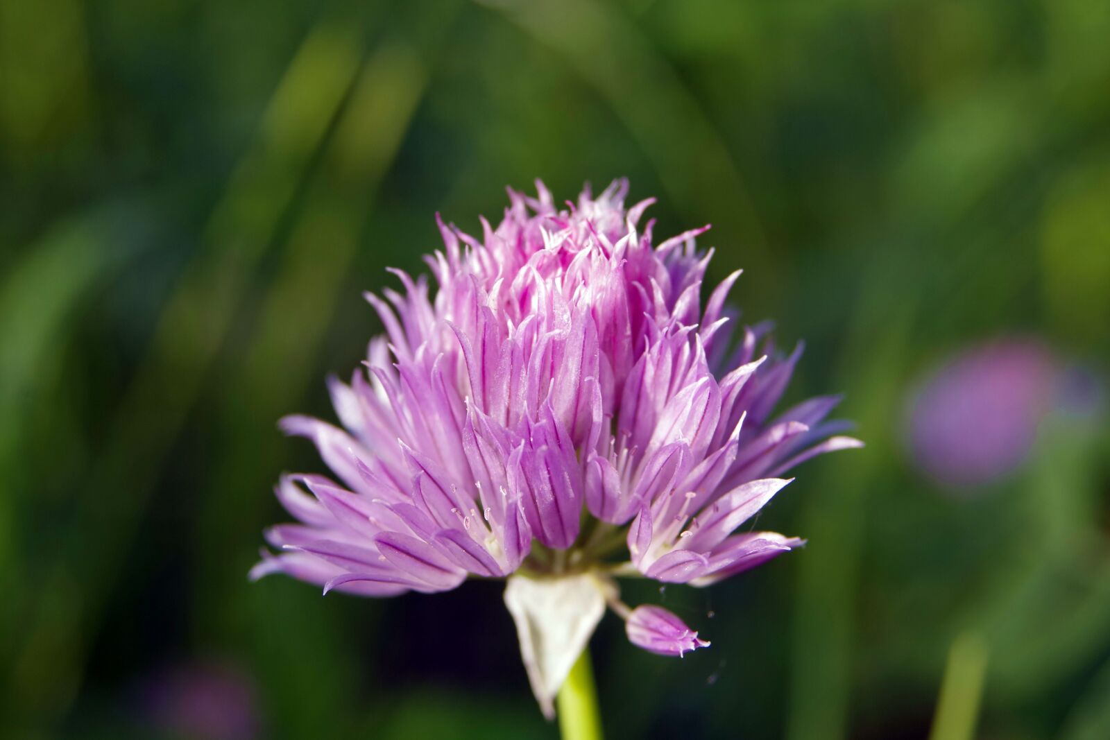 Pentax K-S2 sample photo. Flower, violet, a garden photography