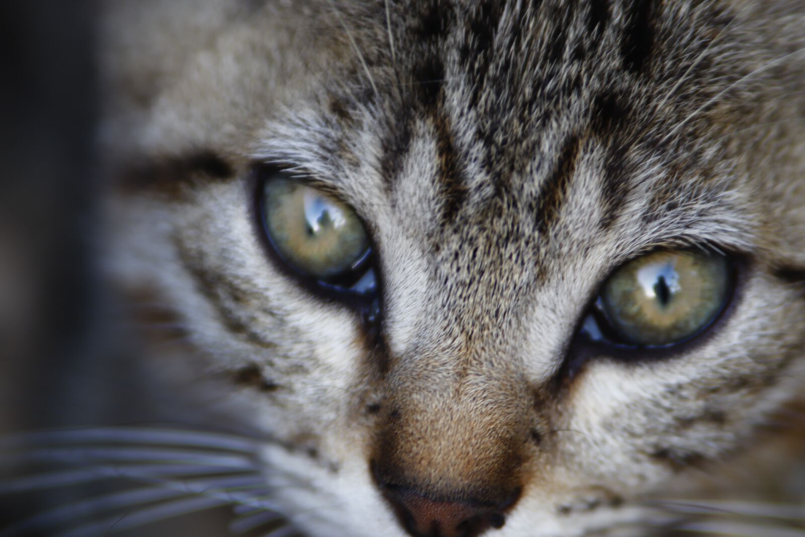 Canon EOS 200D (EOS Rebel SL2 / EOS Kiss X9) sample photo. Eye, cat, grey photography