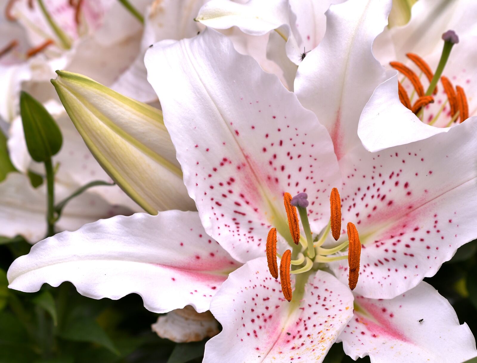 Nikon D500 sample photo. Lily, flower, stamens photography
