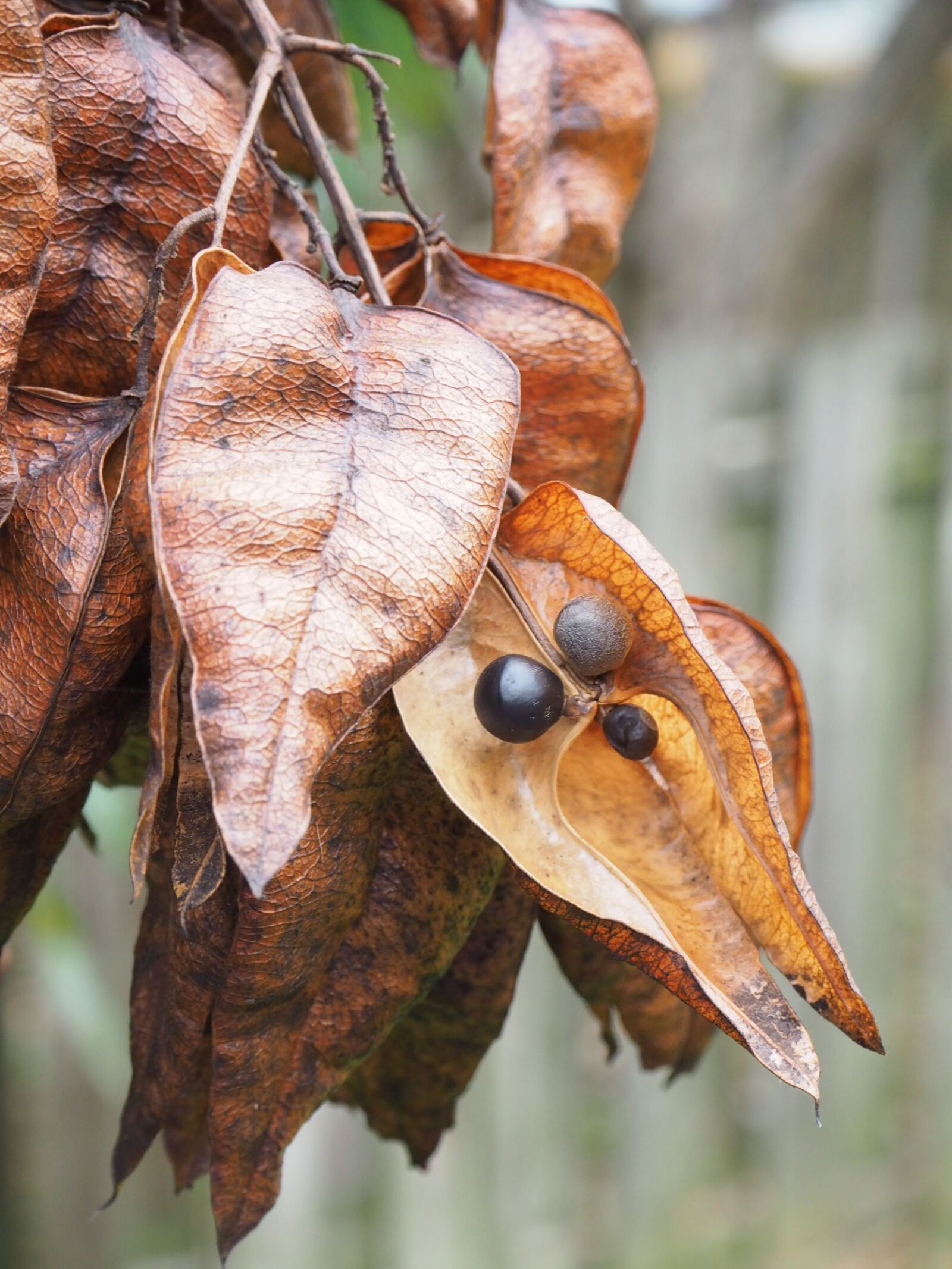 Olympus OM-D E-M10 II sample photo. Seed, pod, dried photography