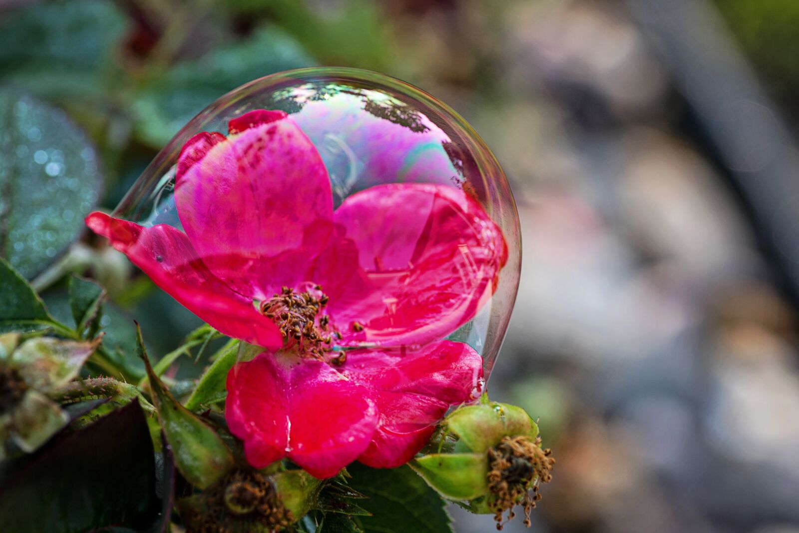 Canon EOS 5D Mark III sample photo. Bubble, flowers, nature photography