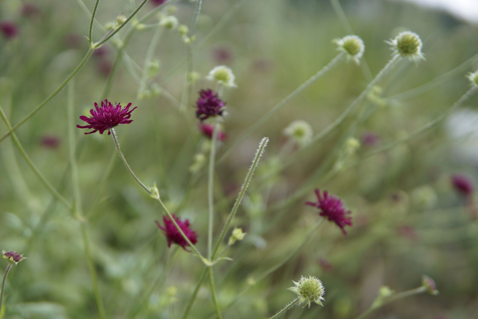 30mm F1.4 DC DN | Contemporary 016 sample photo. Wild flowers, purple, eggplant photography