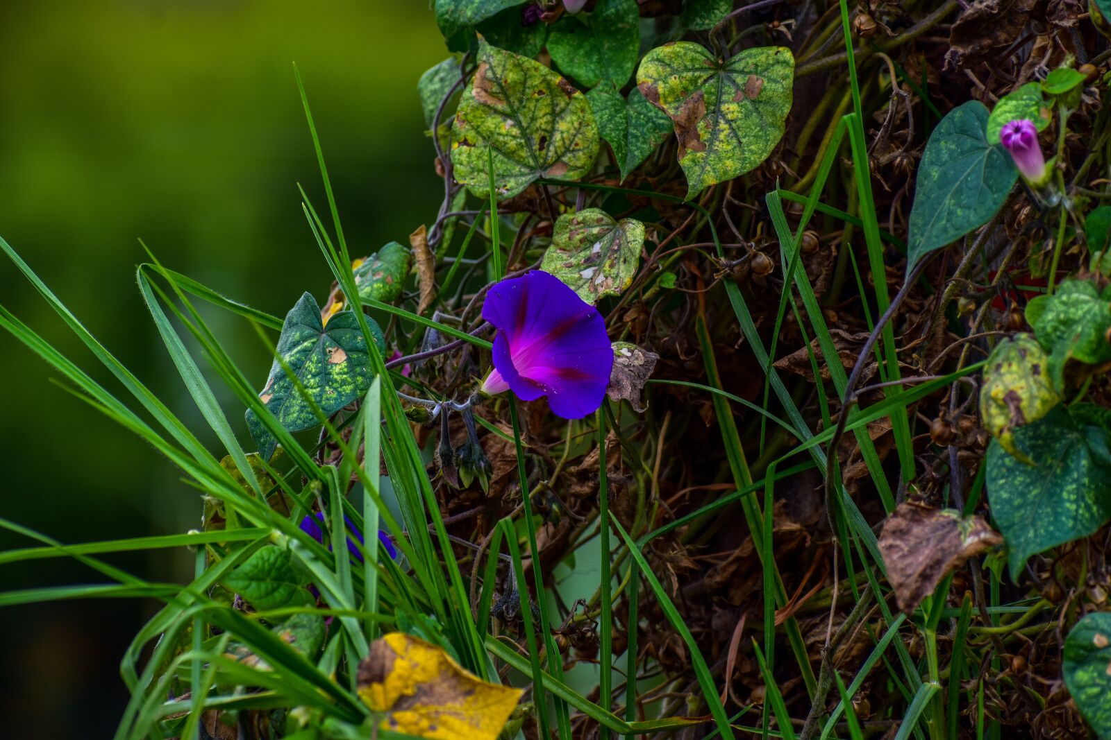 Nikon D3400 sample photo. Flower, violet, purple photography