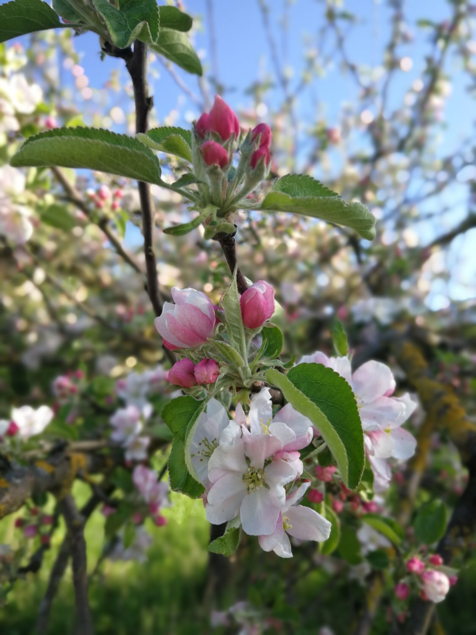 HUAWEI Mate 9 sample photo. Flower, tree, plant photography
