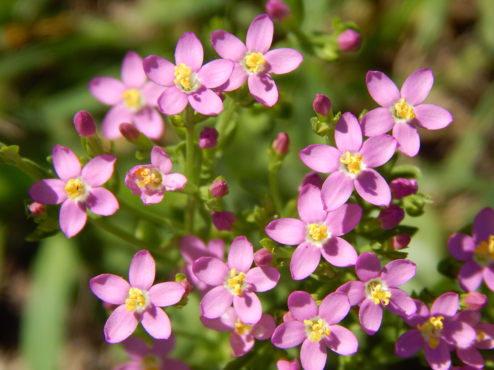 Nikon Coolpix L820 sample photo. Wild flowers, small flowers photography