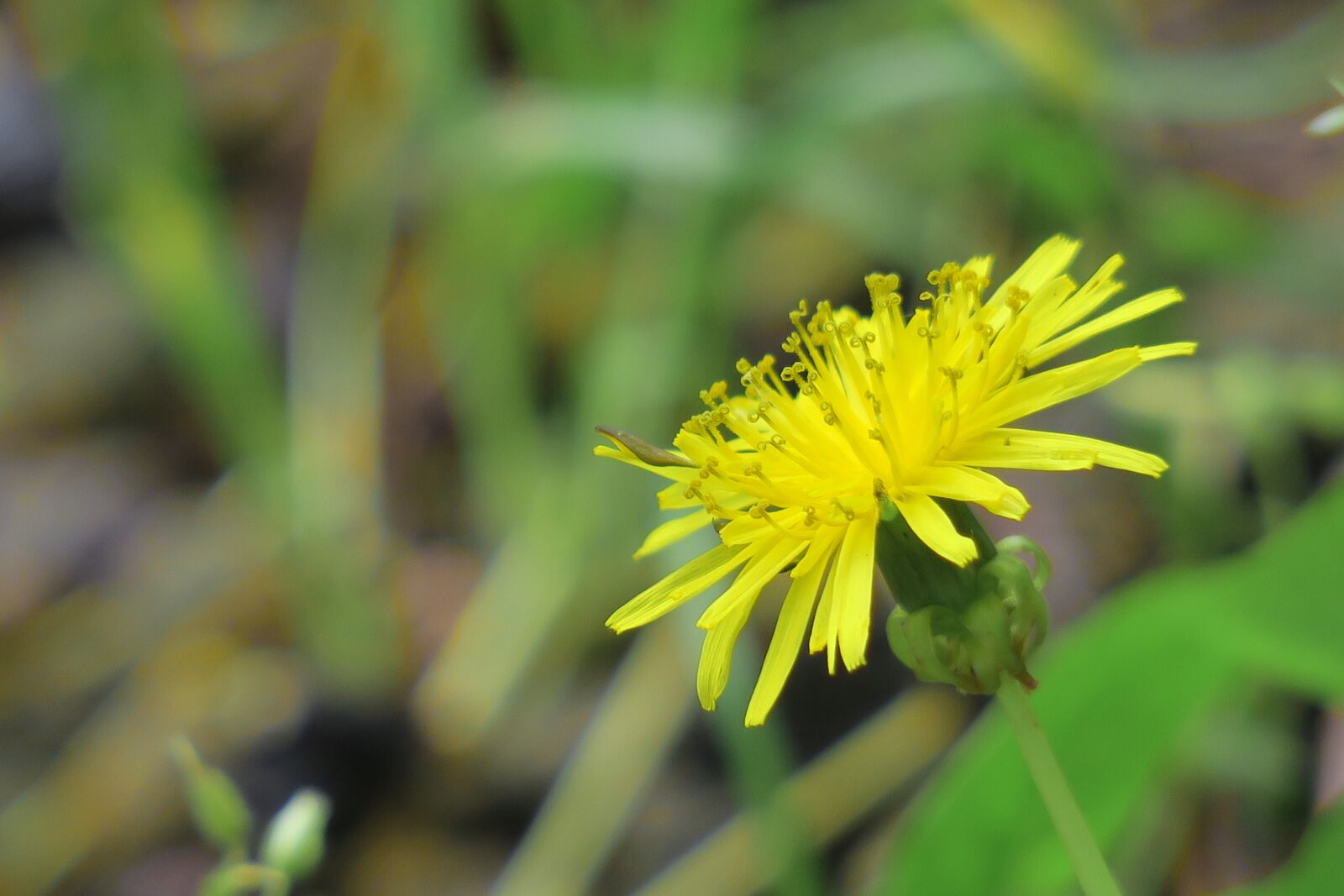 Canon PowerShot G3 X sample photo. Flower, natural, summer photography