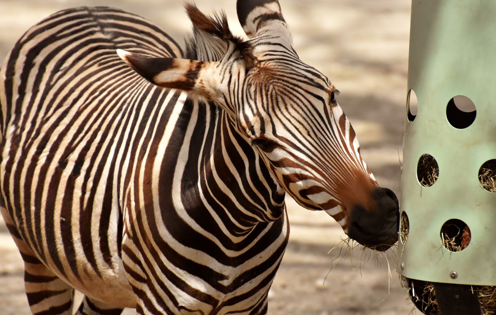Nikon D7200 sample photo. Zebra, wild animal, zoo photography