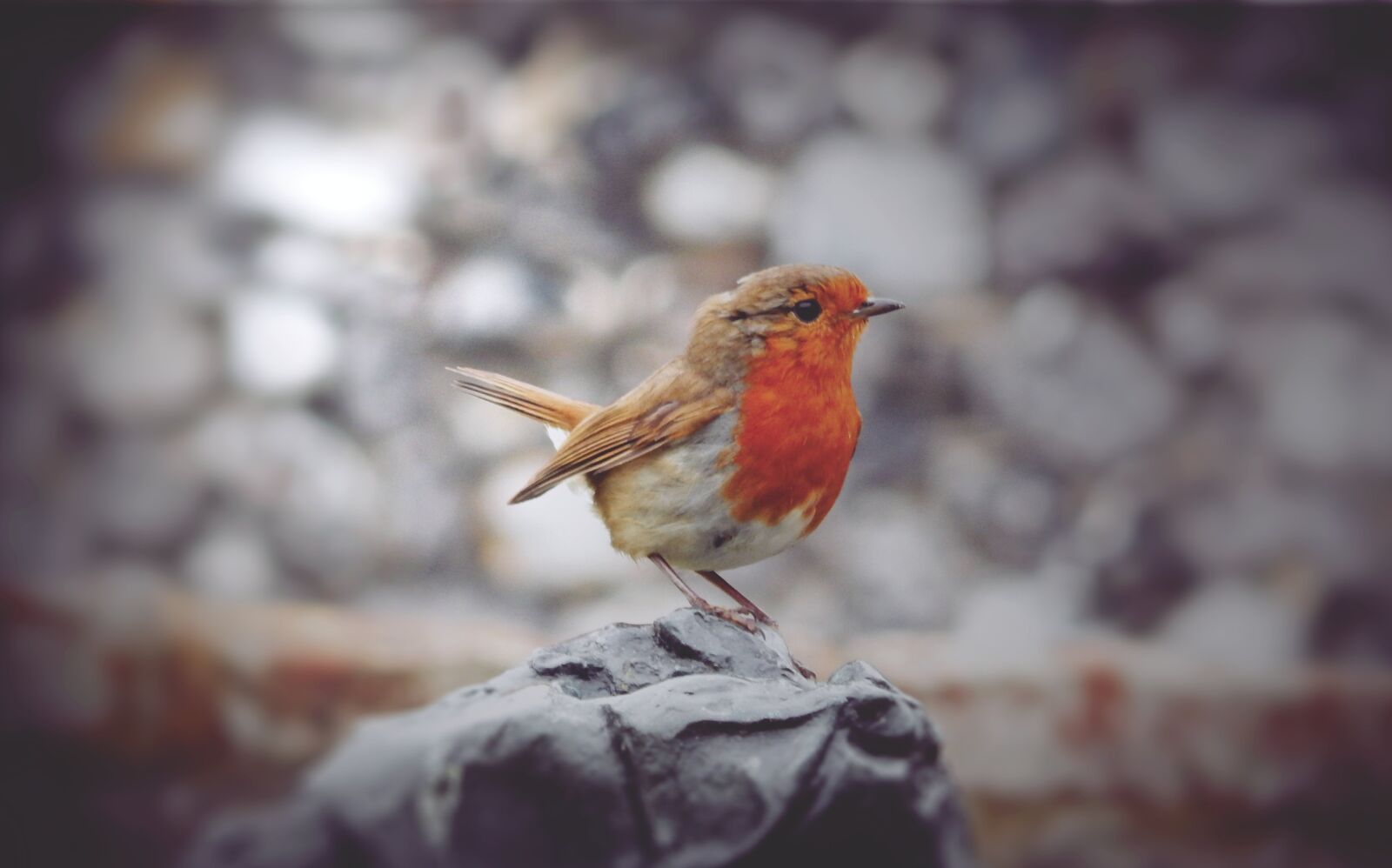 Nikon Coolpix L820 sample photo. Robin, bird, spring photography