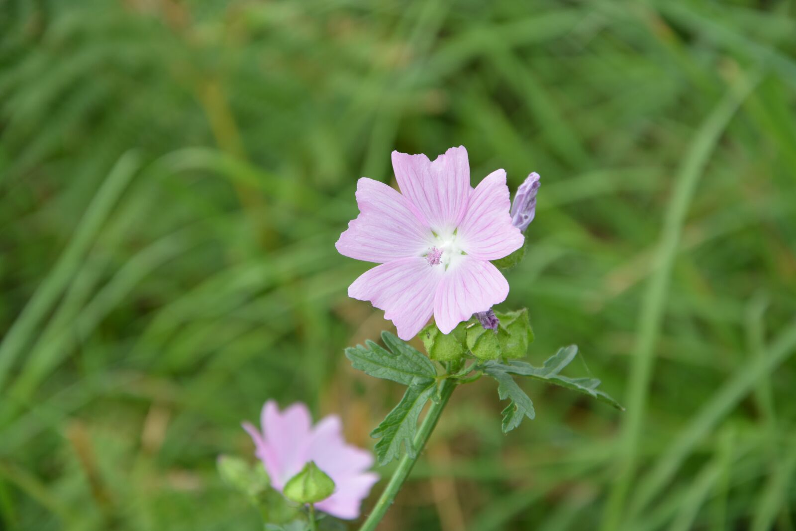 Nikon D5200 sample photo. Flower, garden, nature photography