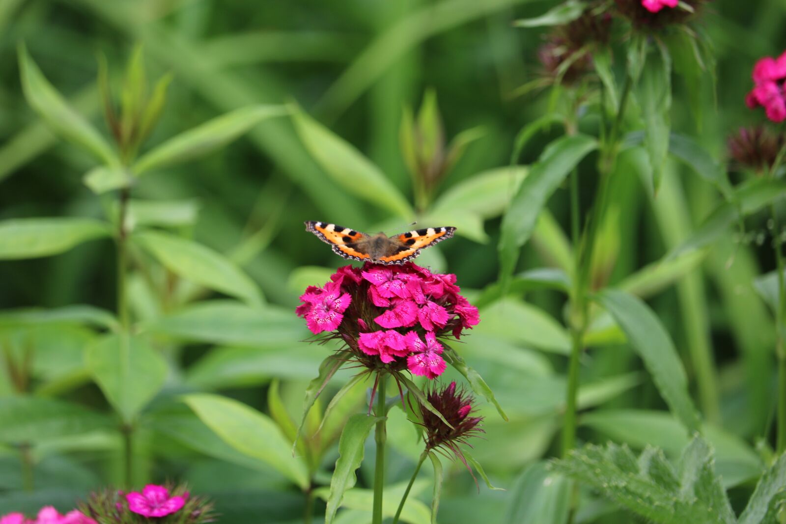 Canon EOS 750D (EOS Rebel T6i / EOS Kiss X8i) sample photo. Butterfly, insect, hives photography