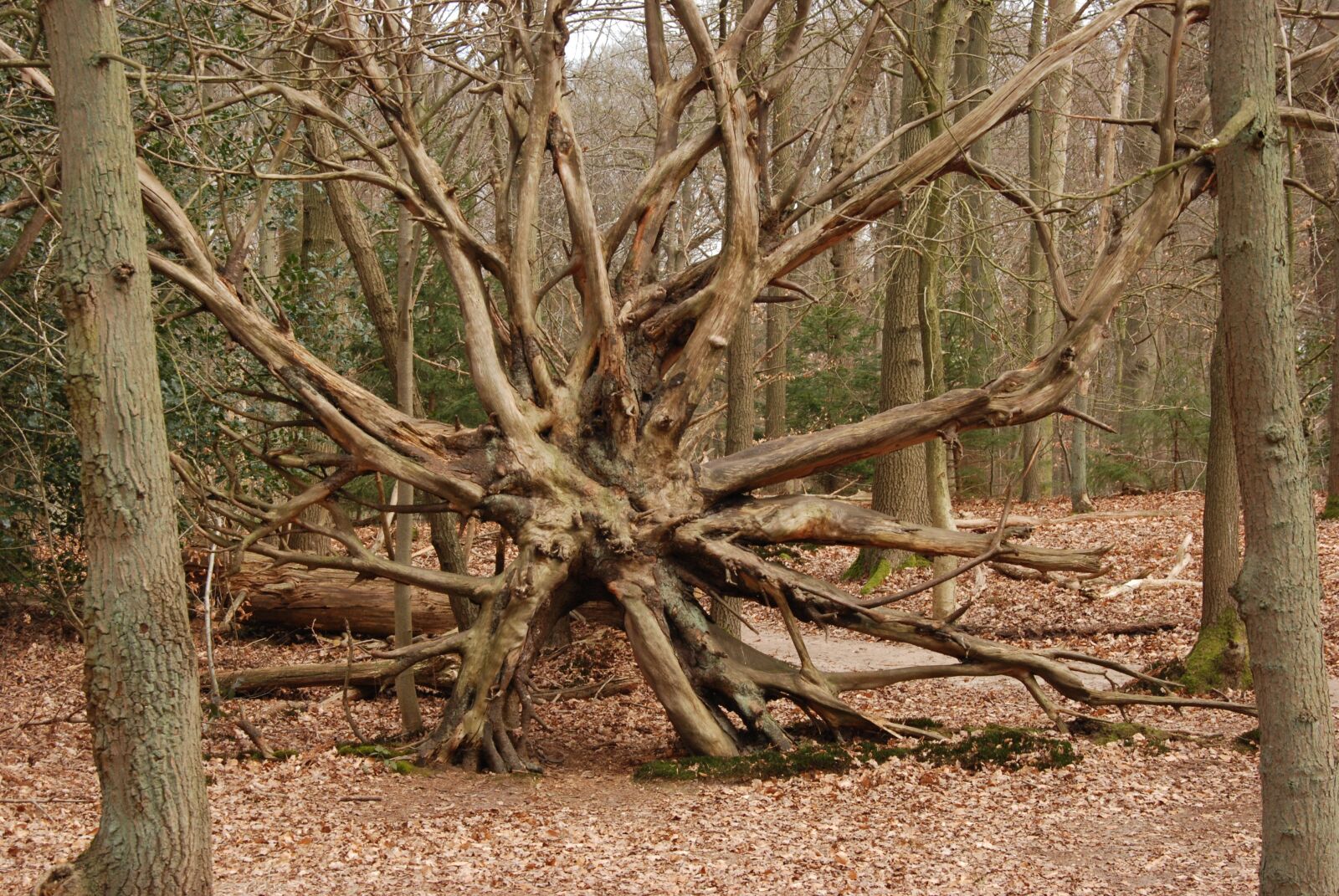 Nikon D80 sample photo. Tree, forest, bald photography