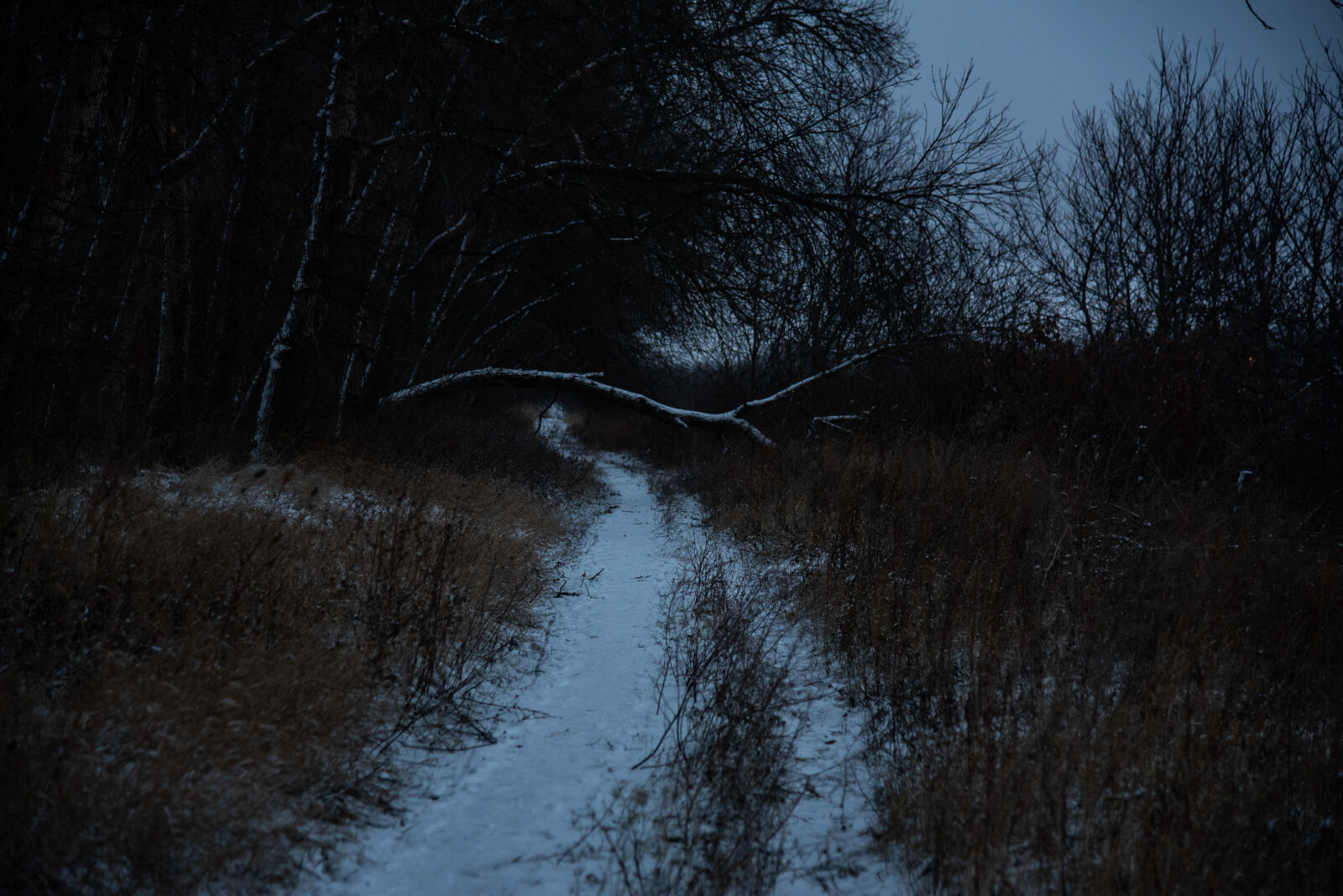 Nikon D750 sample photo