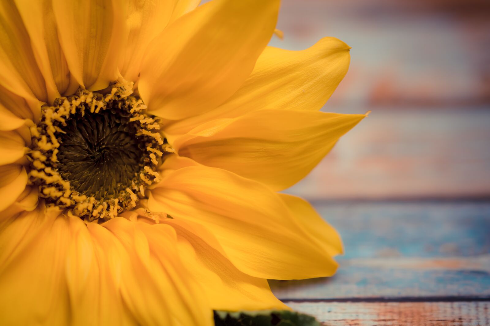 Sony SLT-A58 + 105mm F2.8 sample photo. Sunflower, flower, background photography
