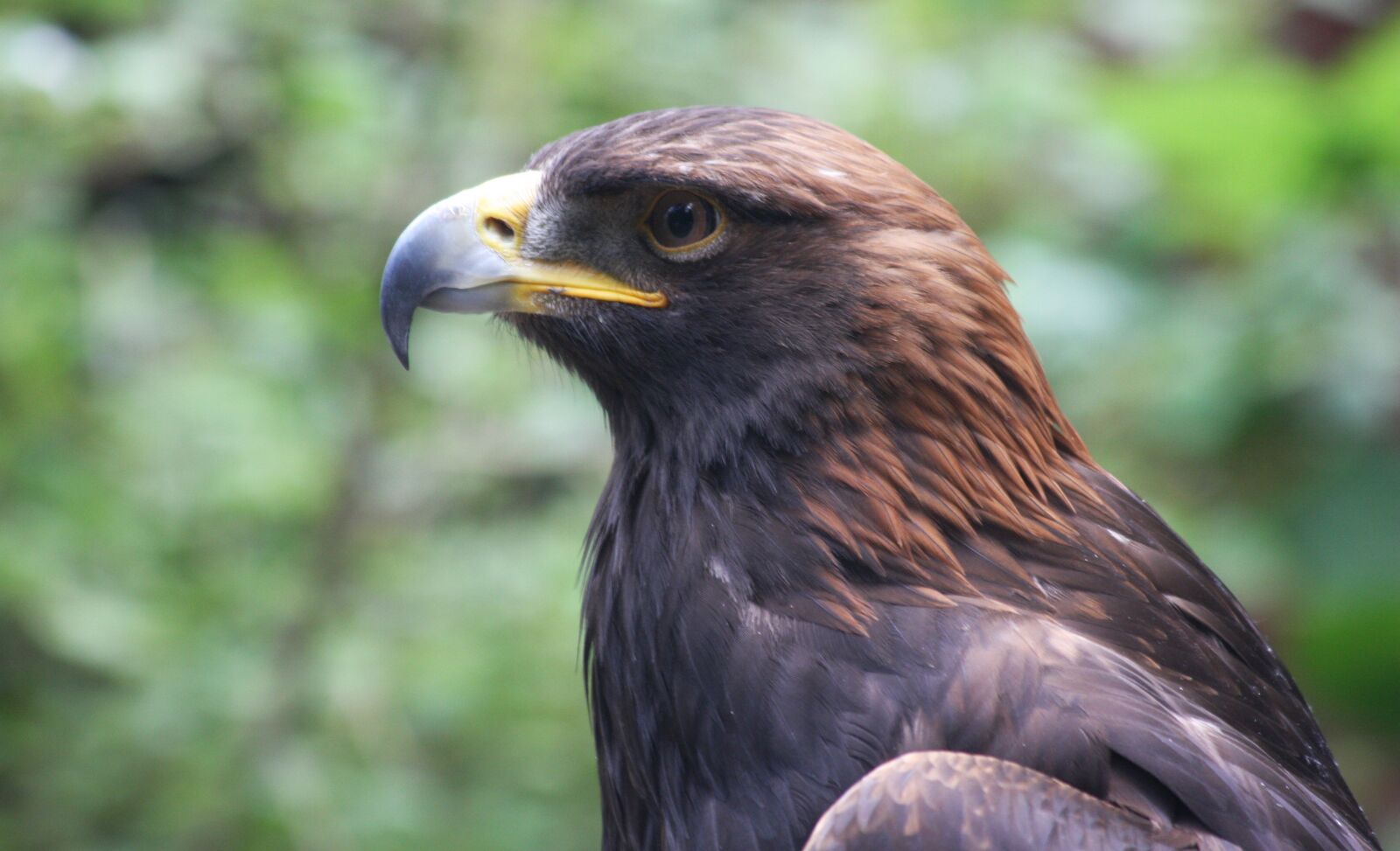 Canon EOS 40D sample photo. Golden eagle, plumage, feathers photography