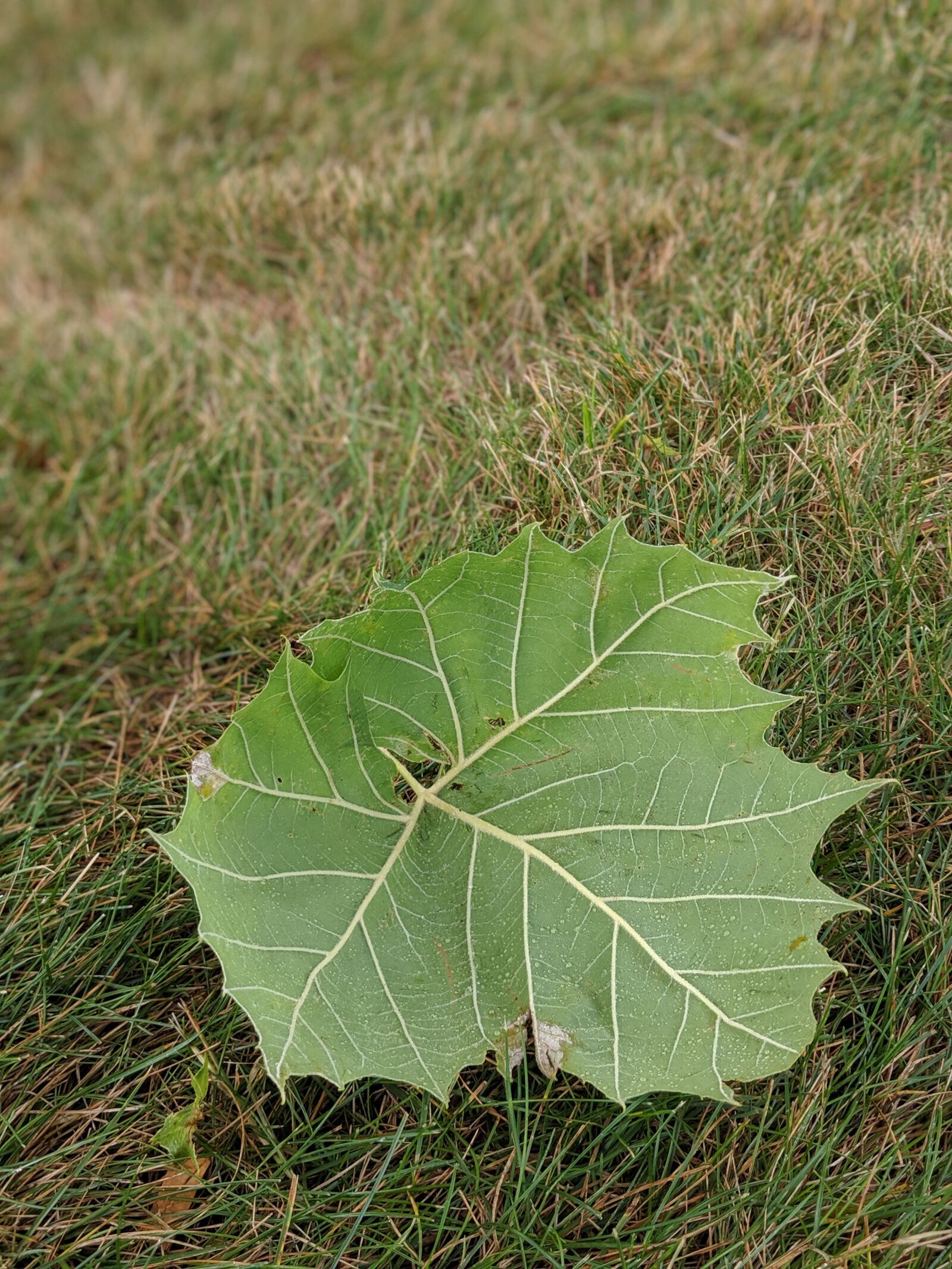 Google Pixel 2 sample photo. Leaf, fall, autumn photography