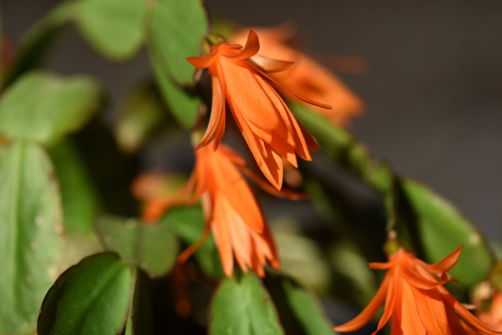 Nikon D750 sample photo. Cactus, flower, orange photography