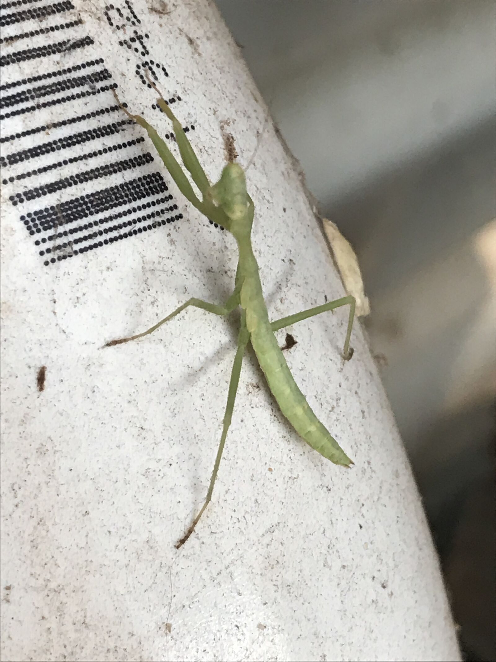 iPhone 7 back camera 3.99mm f/1.8 sample photo. Praying, mantis photography