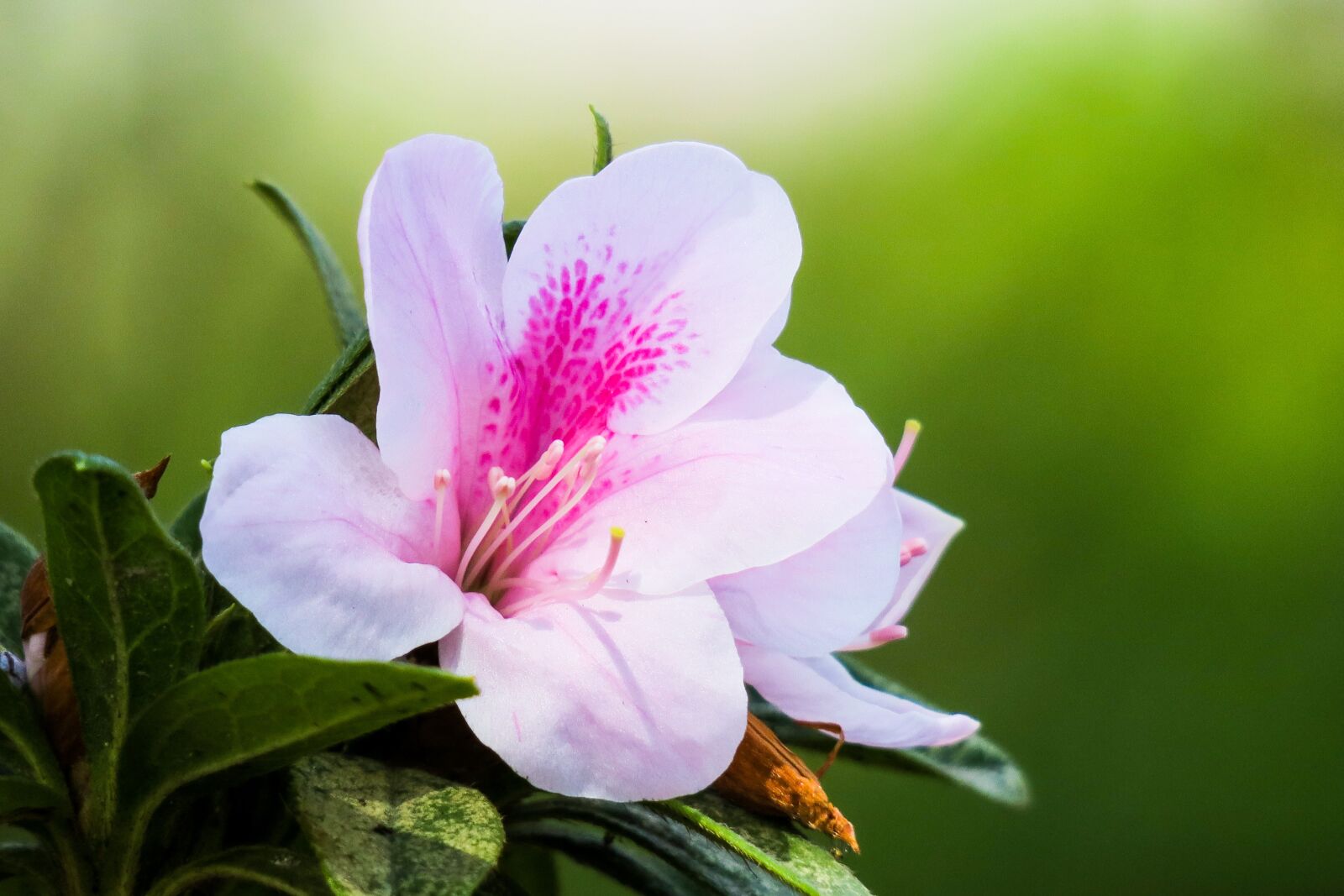 Canon PowerShot G3 X sample photo. Rhododendron, hong kong, the photography