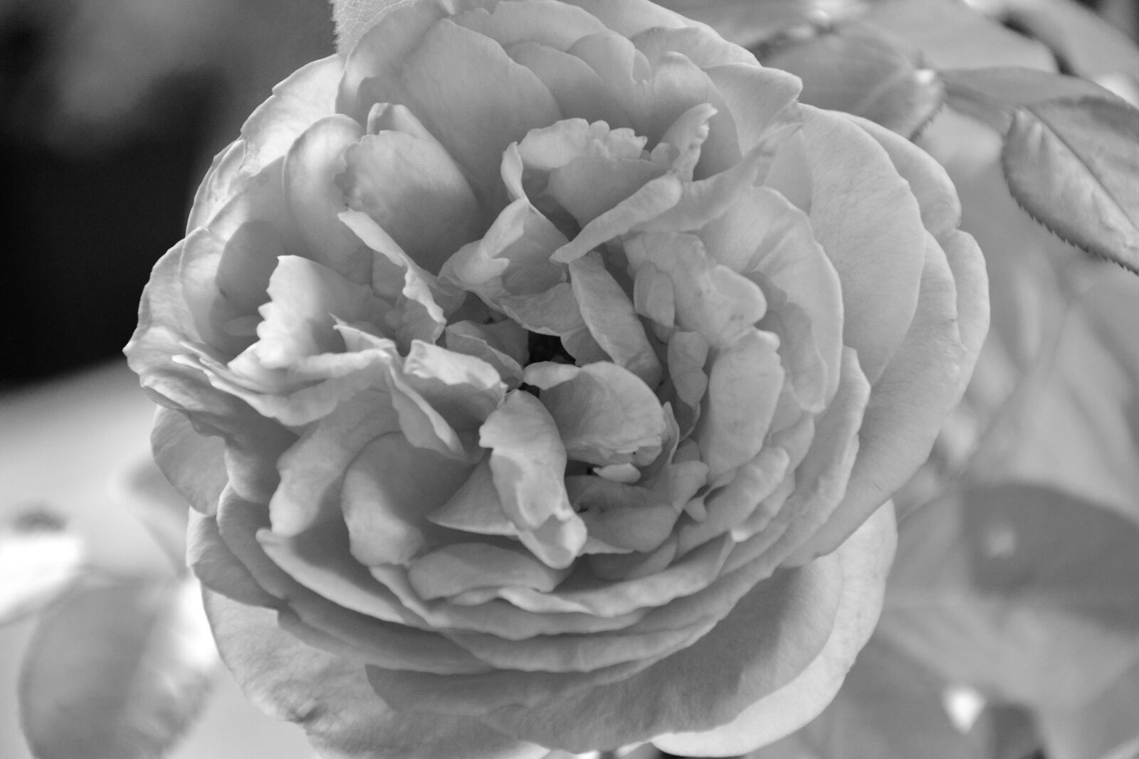 Nikon D5200 sample photo. Pink, photo black white photography