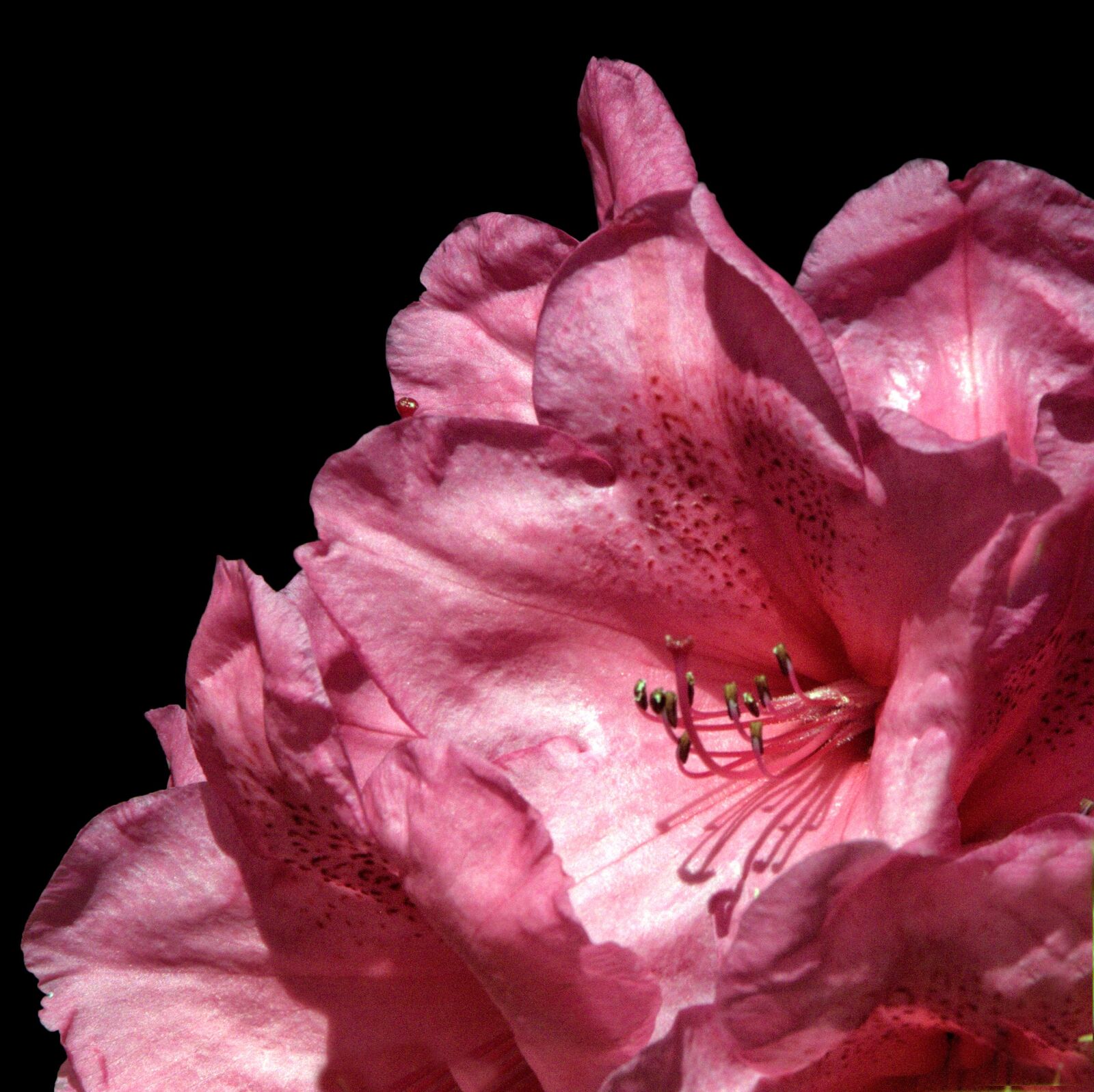 Nikon D300 sample photo. Rhododendron, flower, garden photography