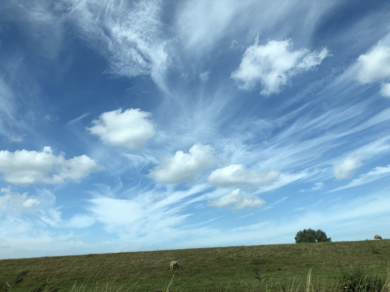 iPhone X back dual camera 4mm f/1.8 sample photo. Sky, dike, sheep photography